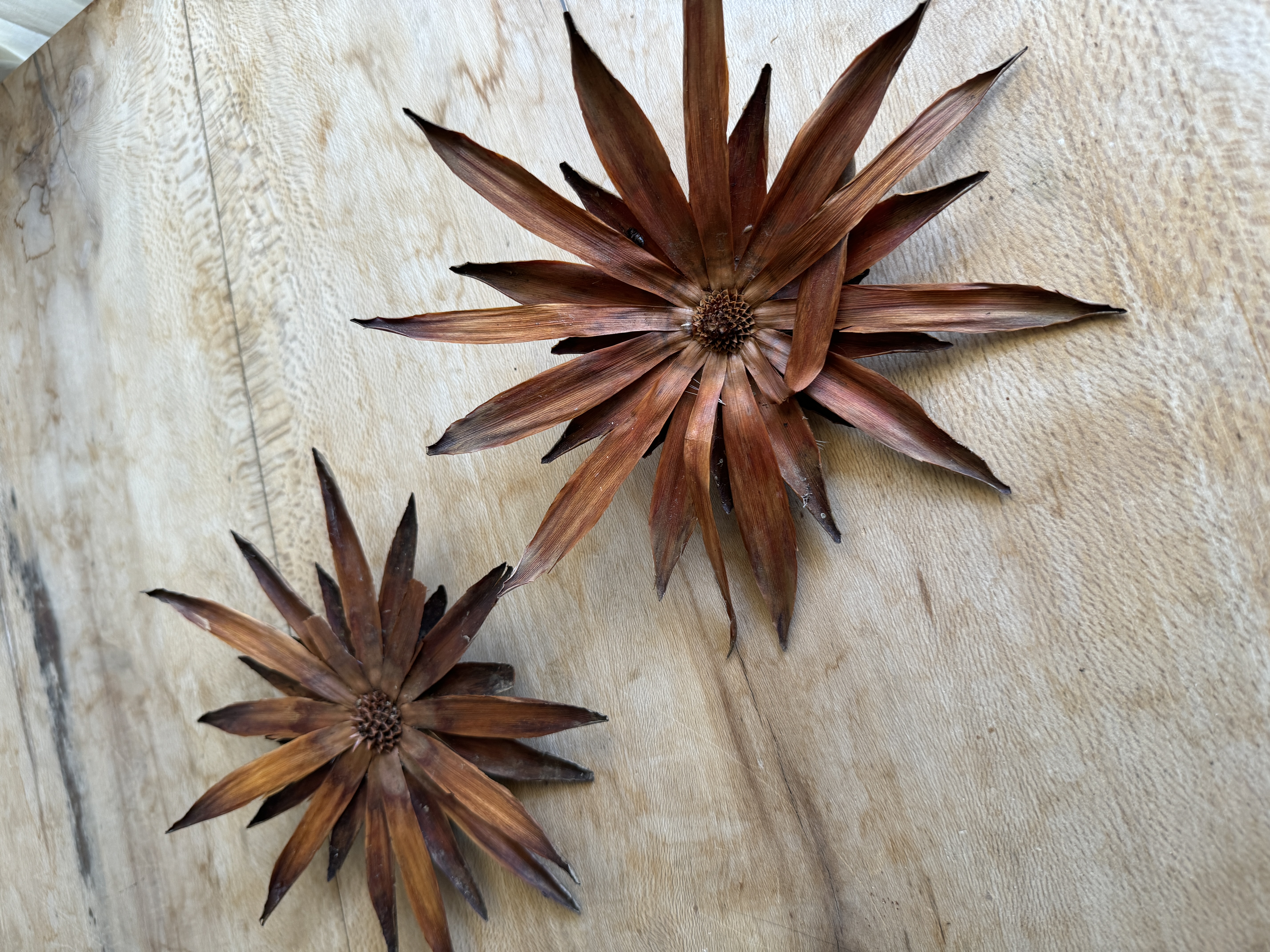 PROTEA repens