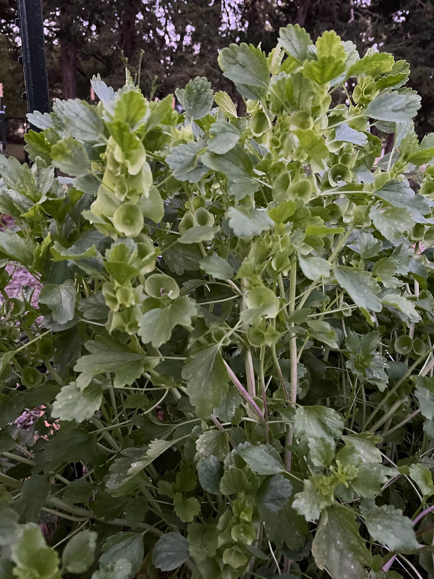 MOLUCCELLA laevis