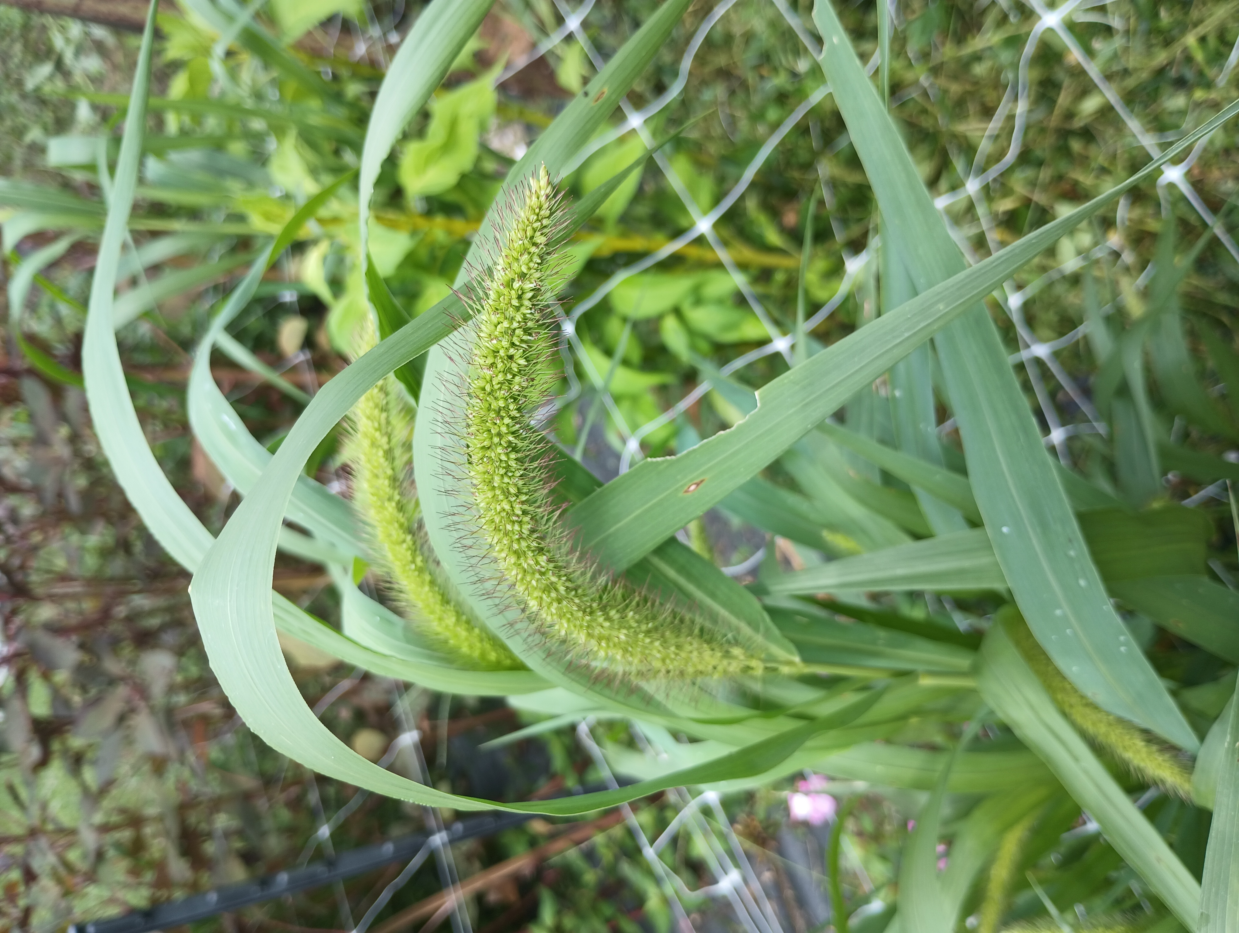 PENNISETUM alopecuroides
