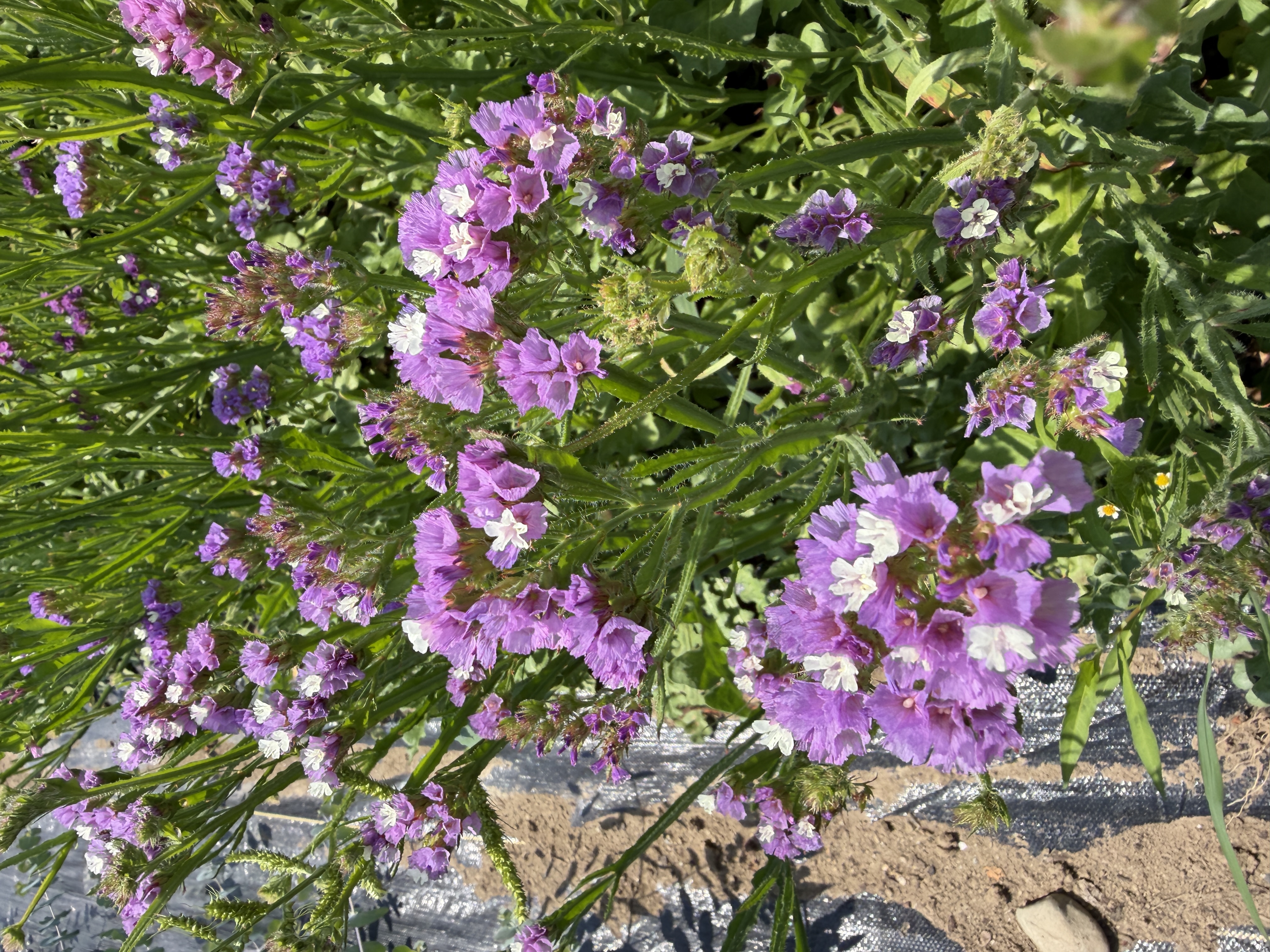 LIMONIUM sinuatum QIS