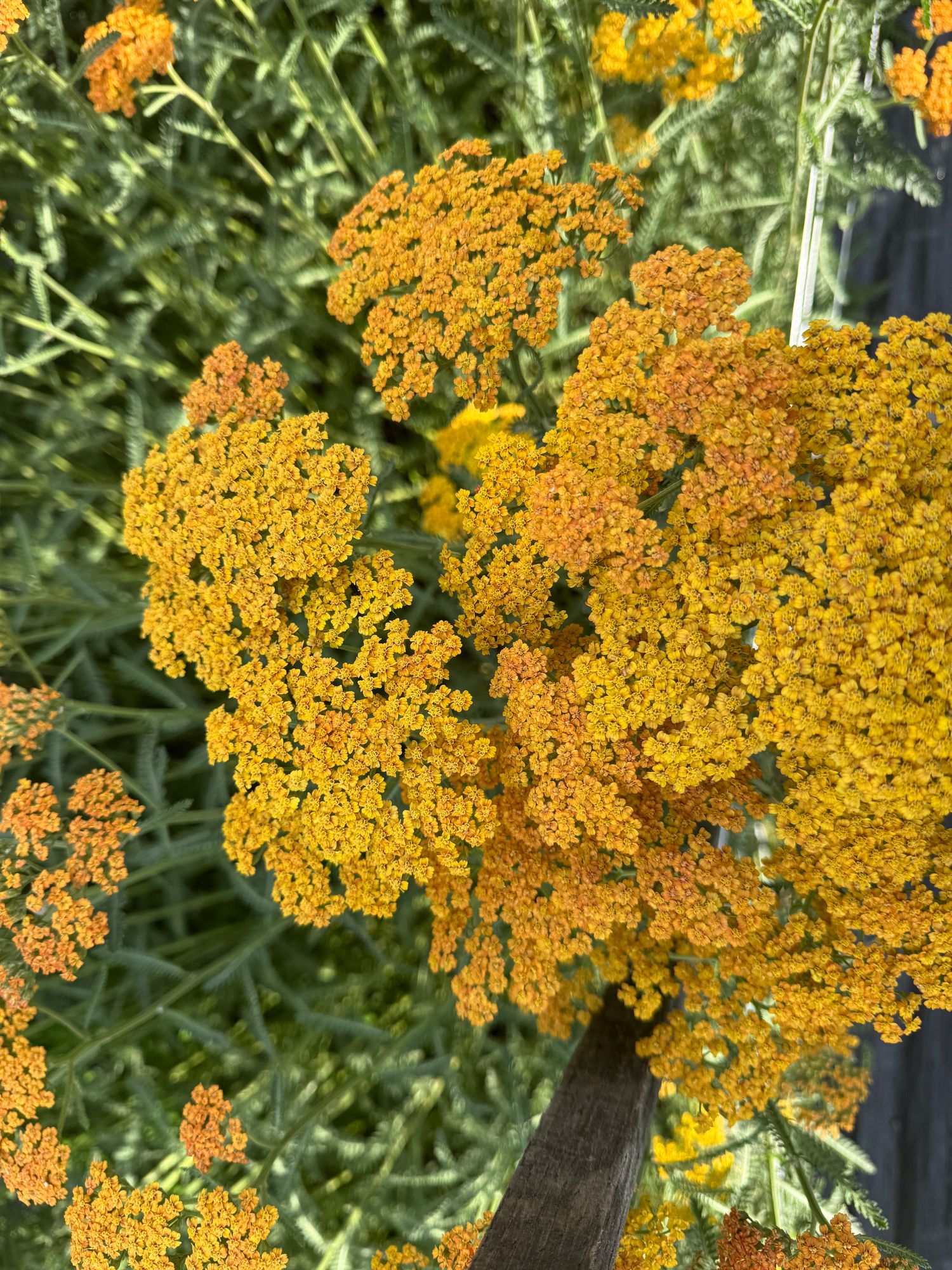ACHILLEA millefolium Terracotta
