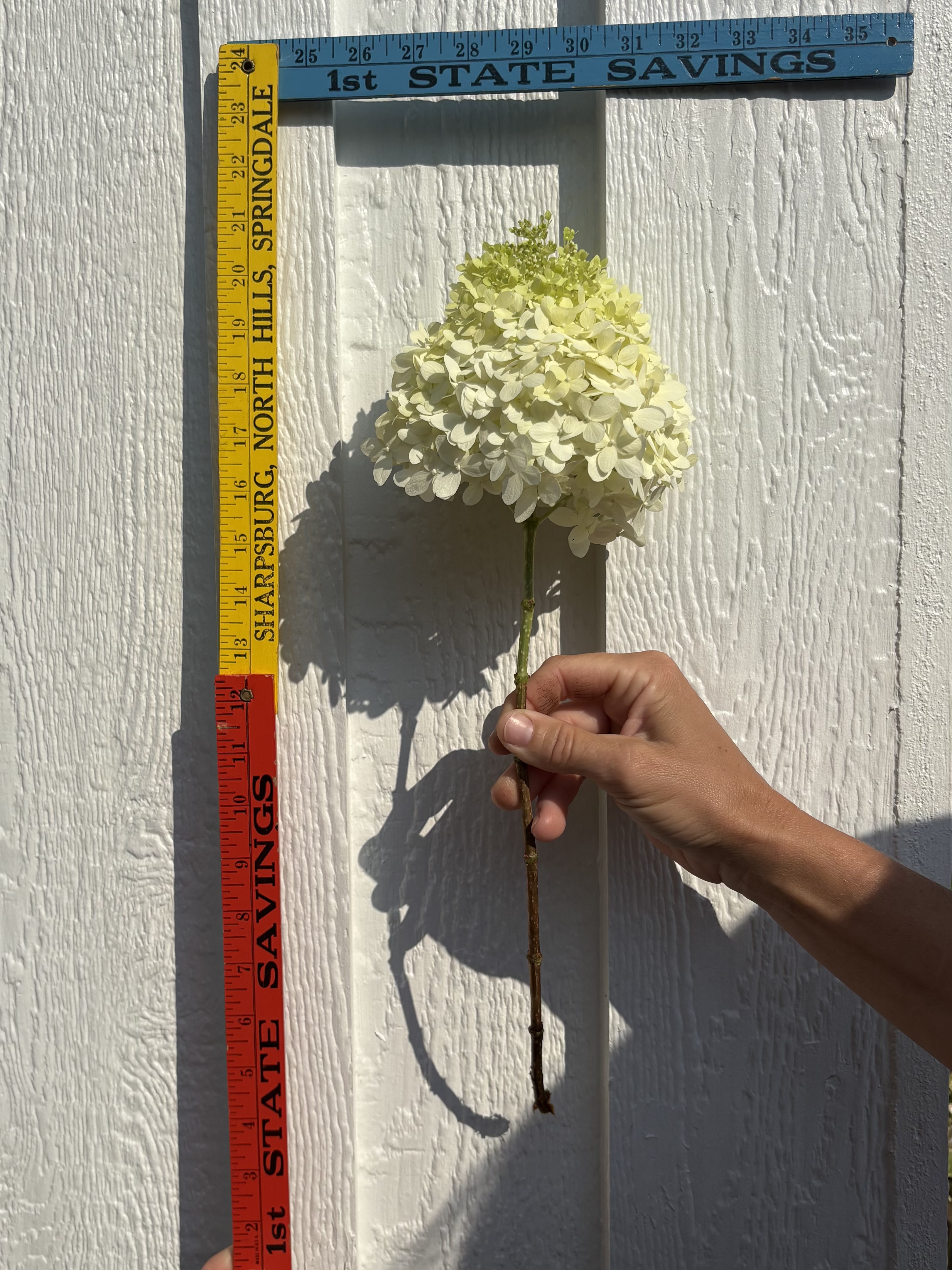 HYDRANGEA paniculata