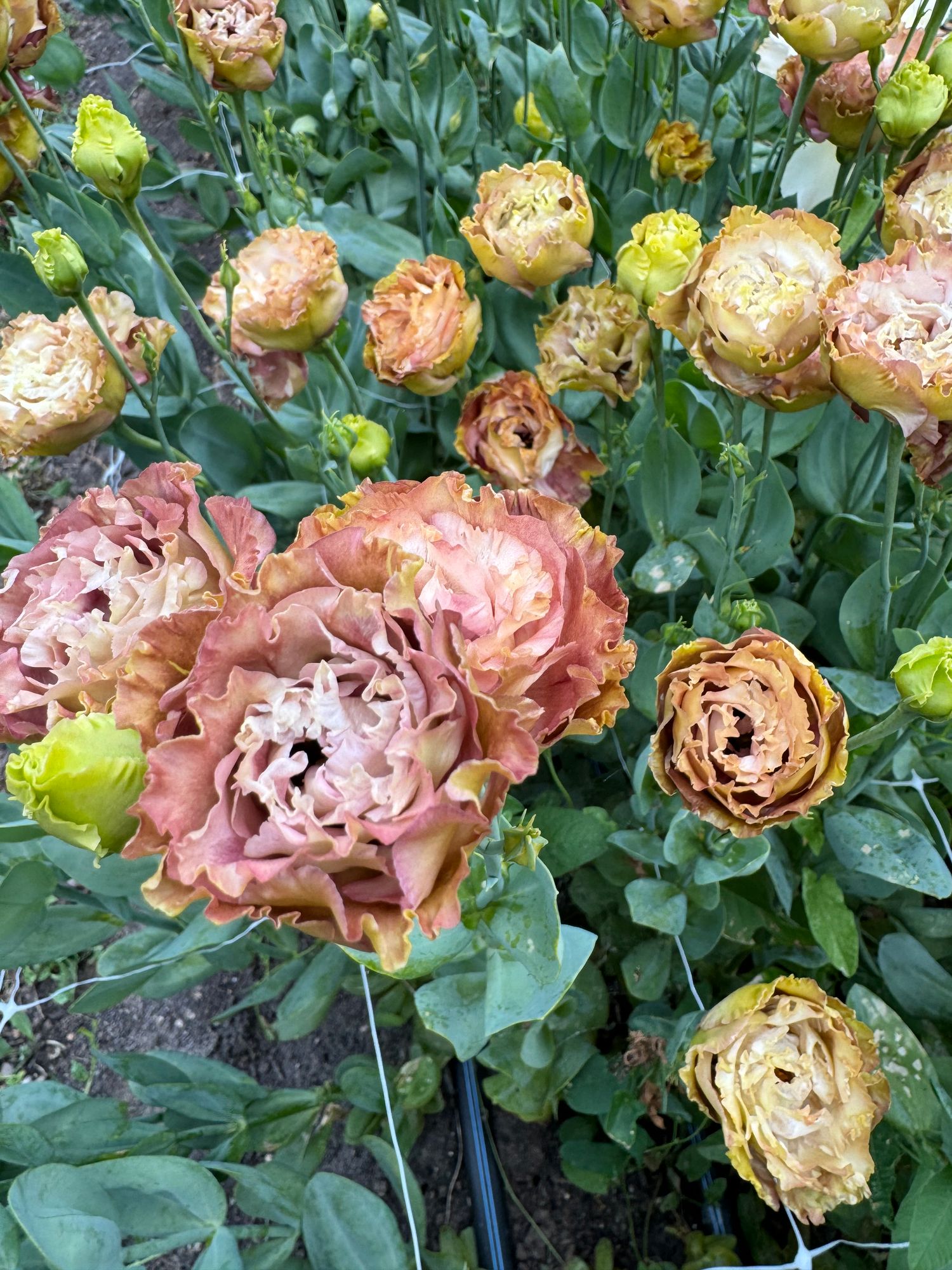 EUSTOMA grandiflorum Rosanne Terracotta