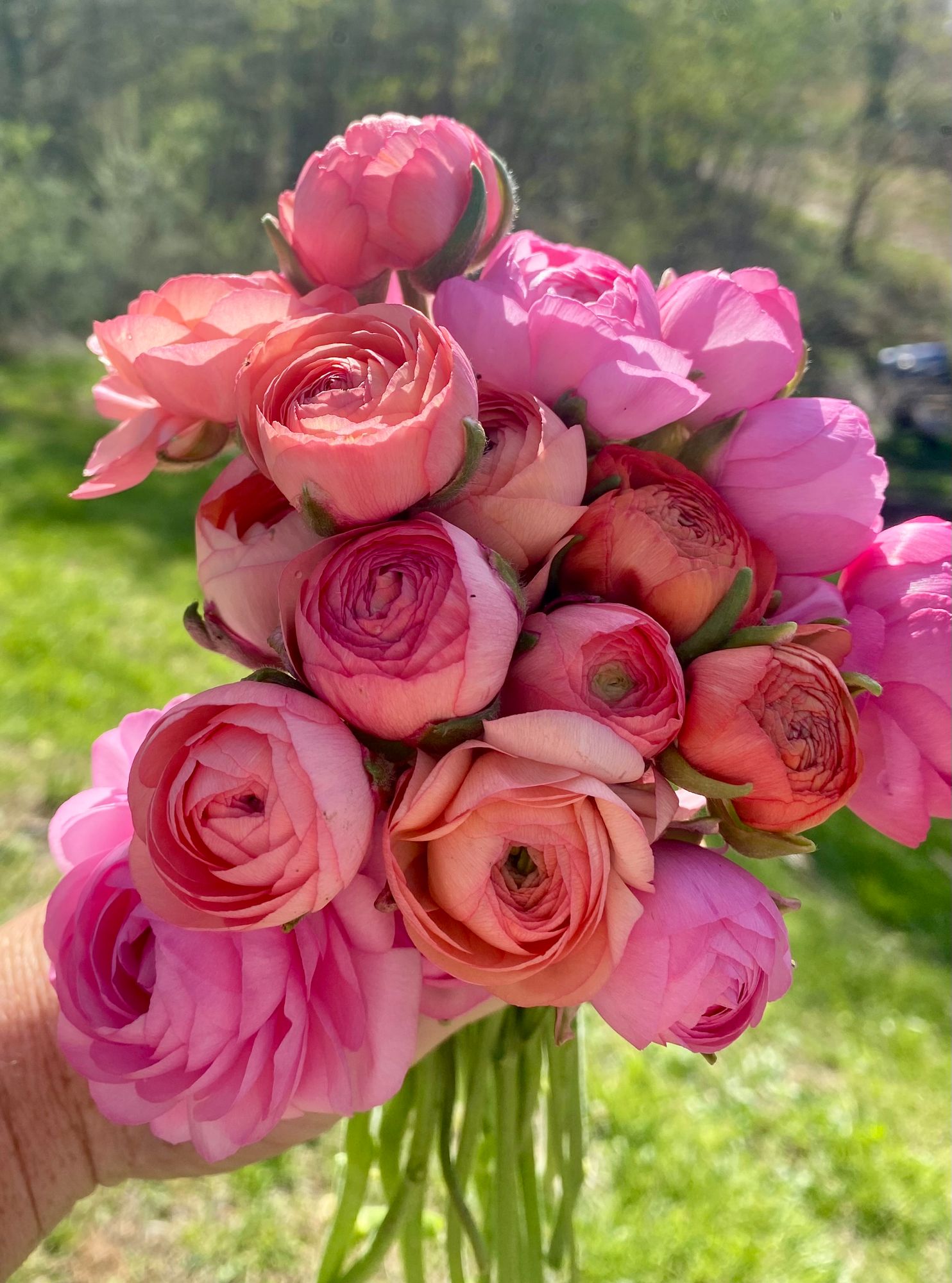 RANUNCULUS Elegance La Dolce Vita