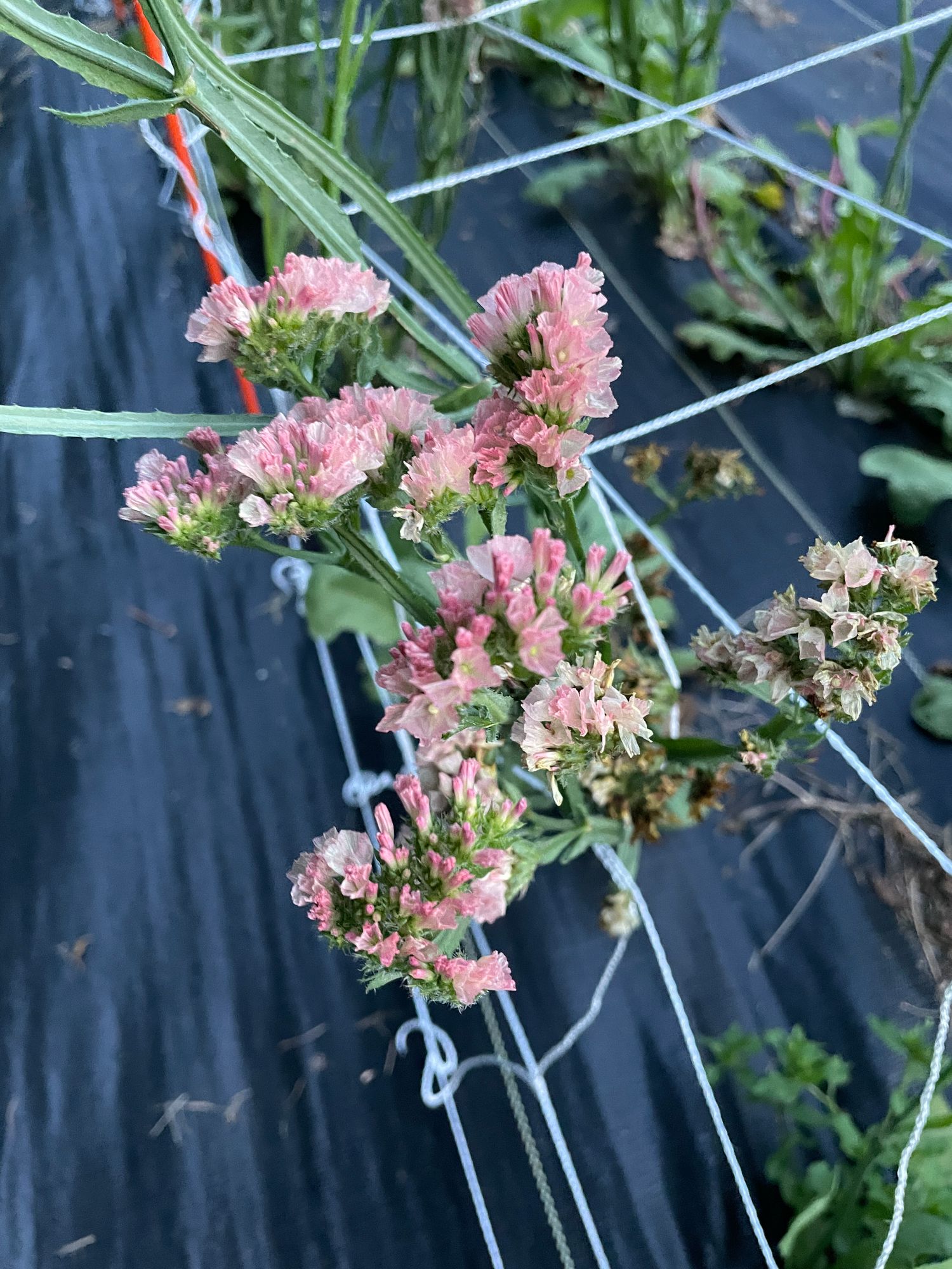 LIMONIUM sinuatum QIS