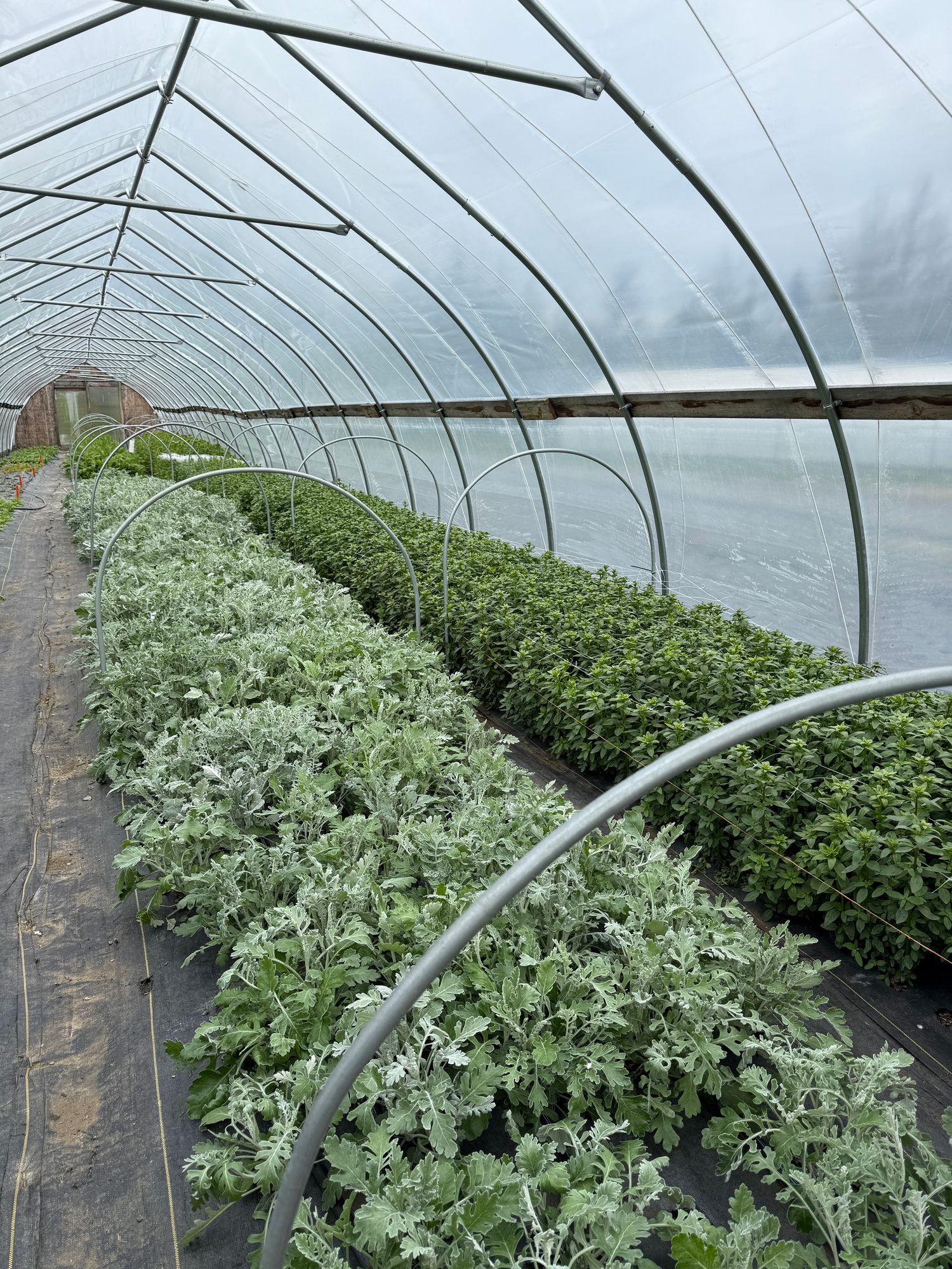 SENECIO cineraria Candicans