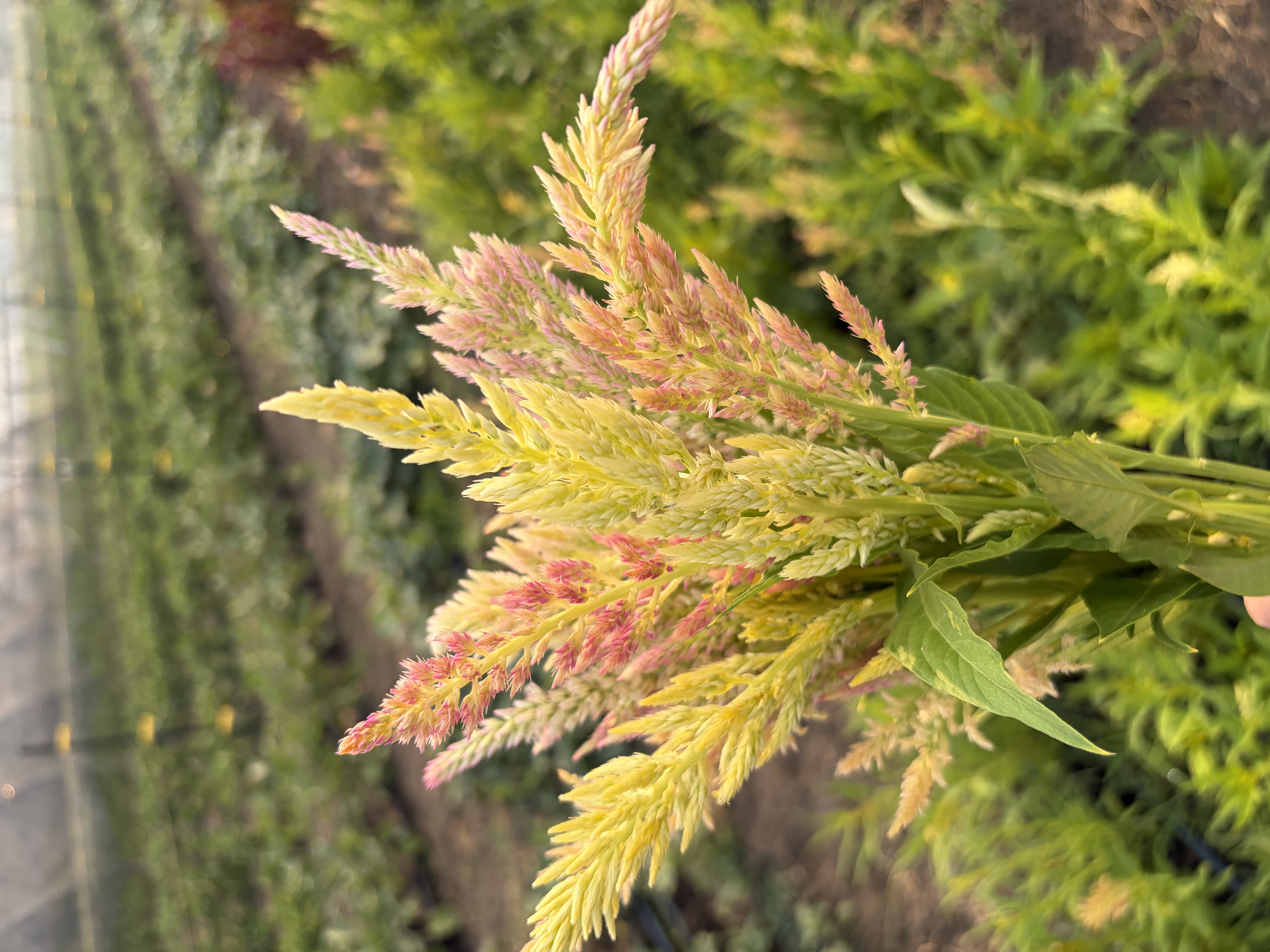 CELOSIA argentea var. spicata Shimmer
