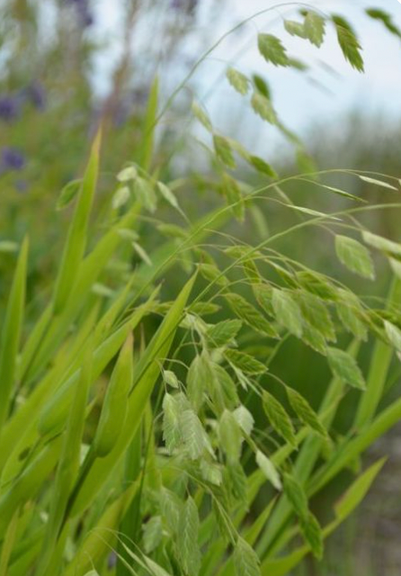 CHASMANTHIUM latifolium