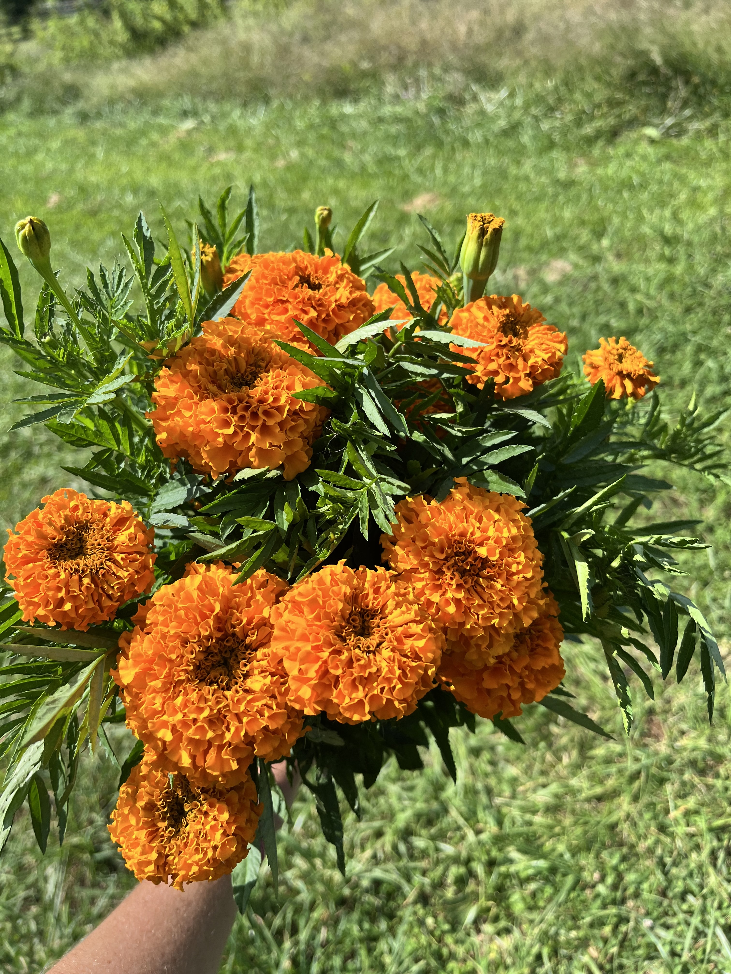 TAGETES erecta