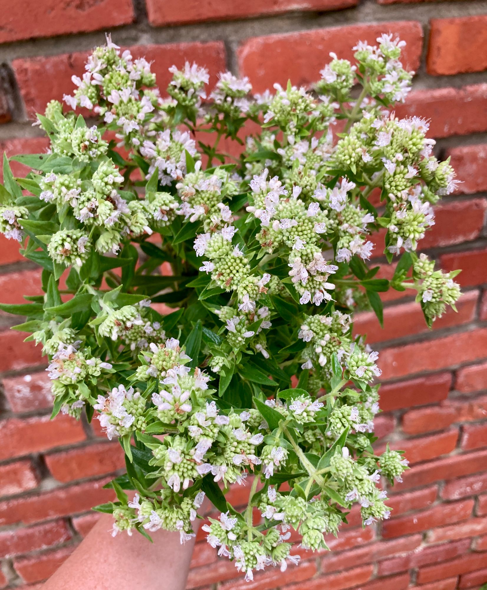 PYCNANTHEMUM pilosum