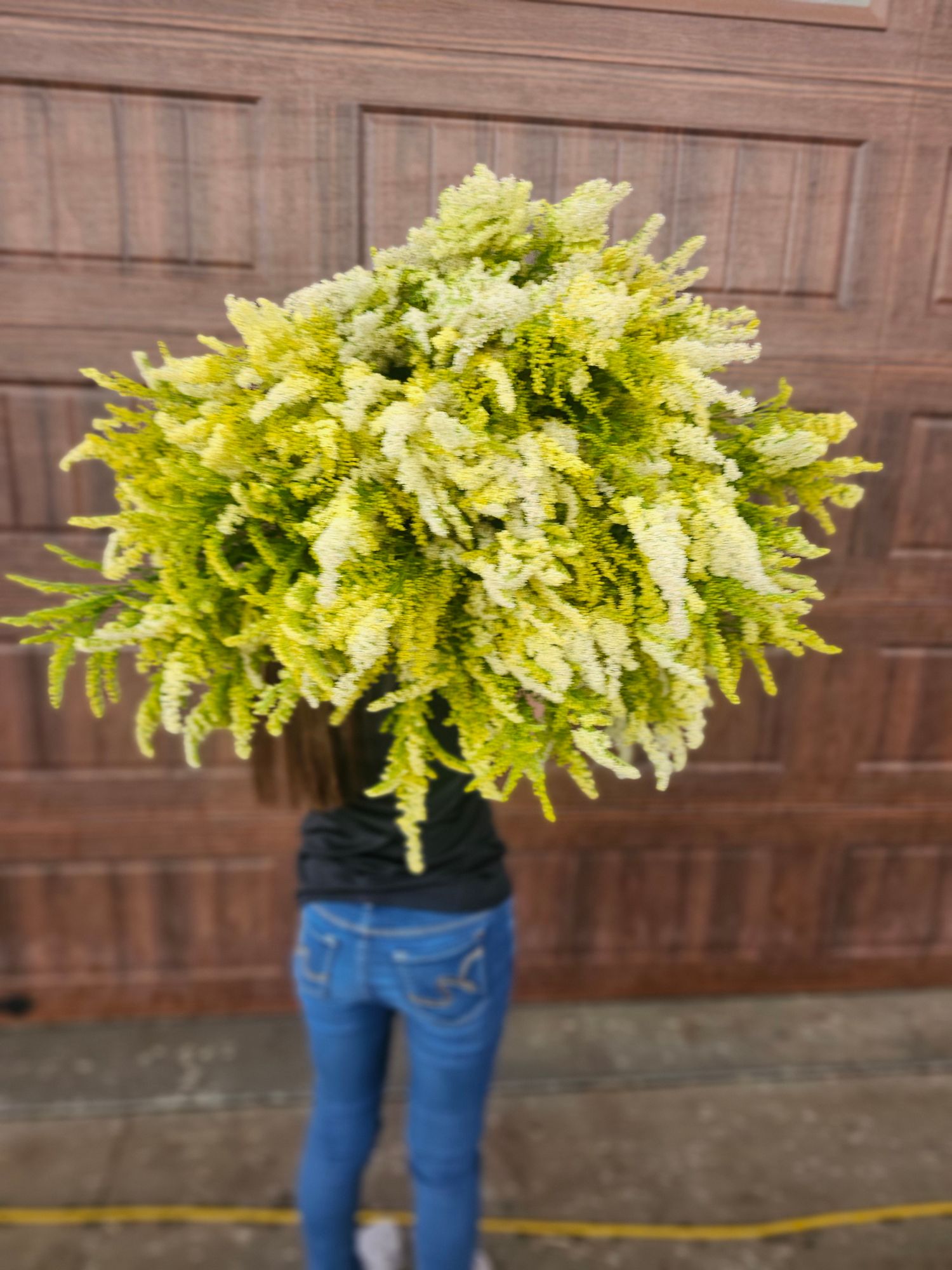SOLIDAGO sp Glory Moonlight Glory