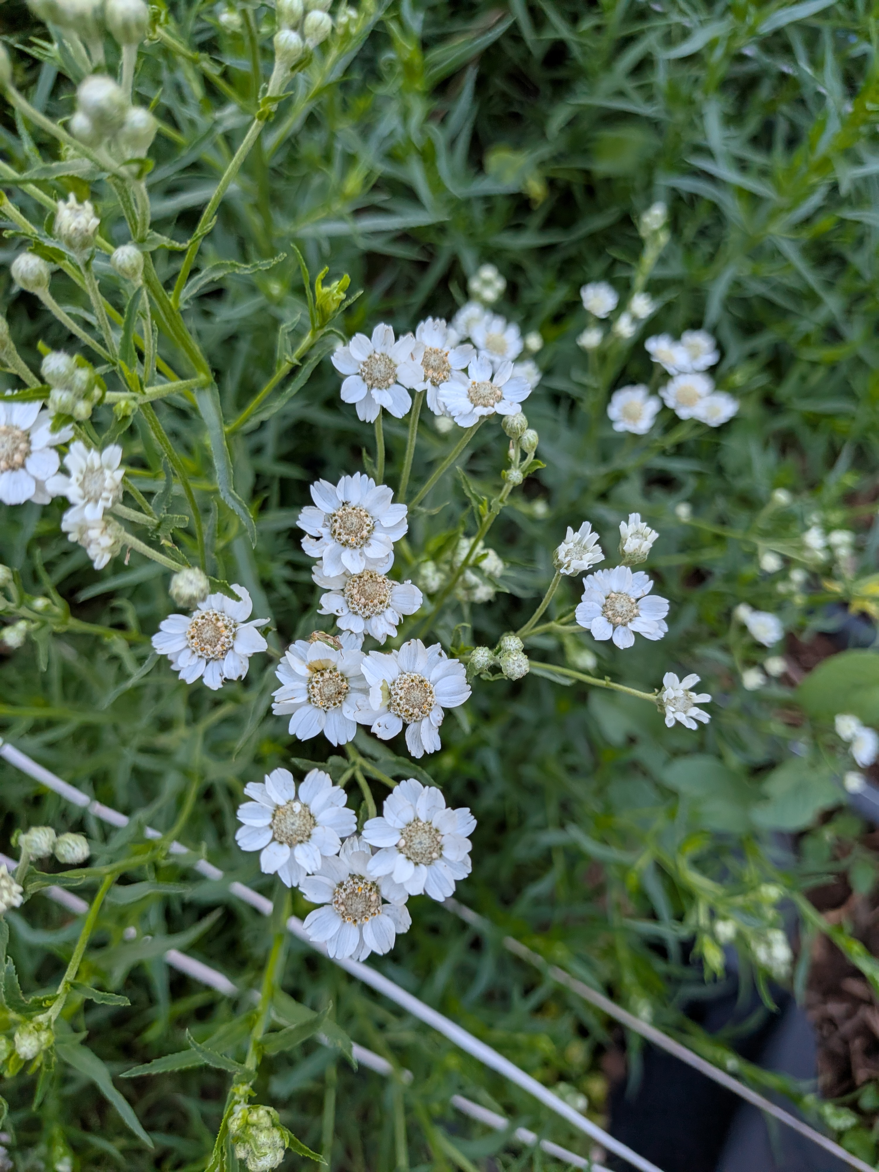 ACHILLEA ptarmica The Pearl