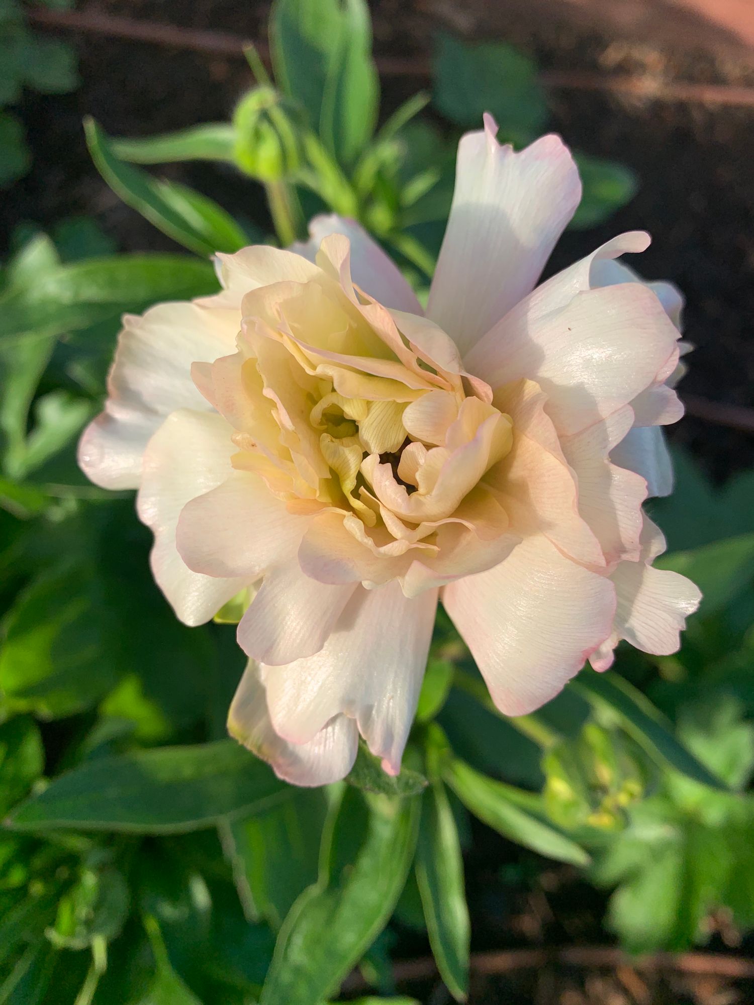 RANUNCULUS Butterfly Ariadne