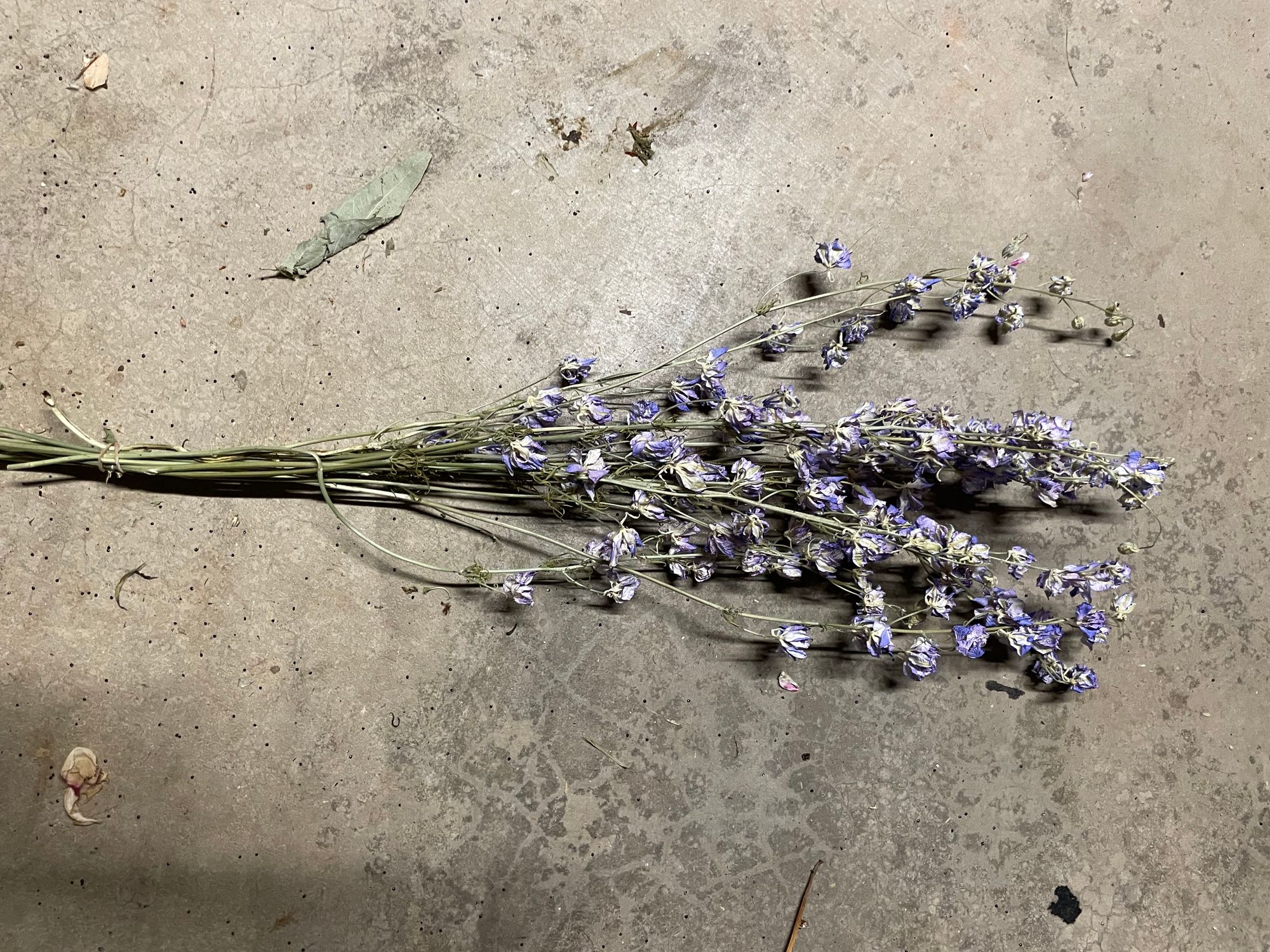 CONSOLIDA ambigua Larkspur Smokey Eyes