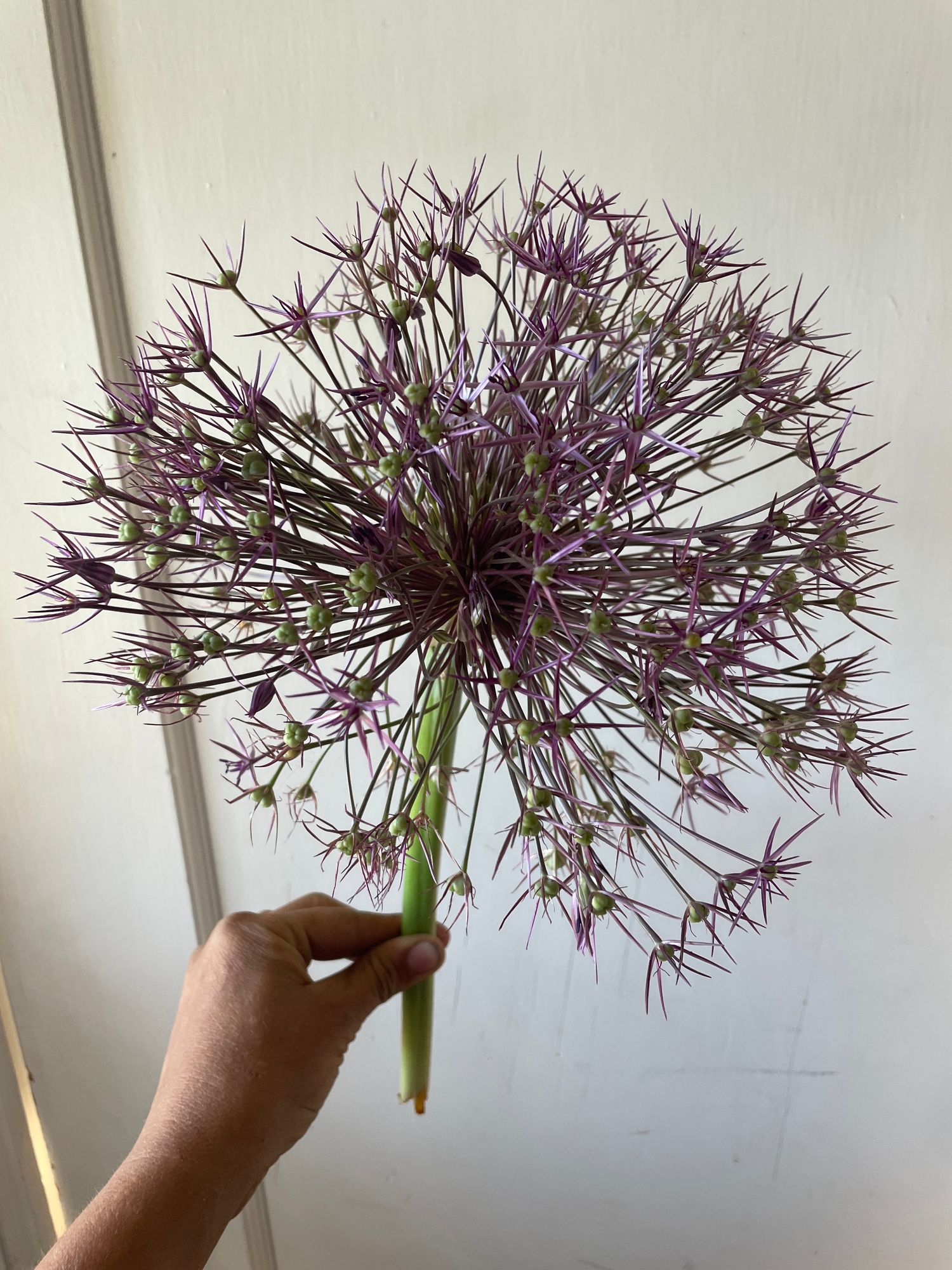 ALLIUM christophii
