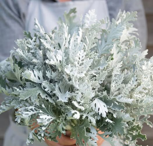 SENECIO cineraria