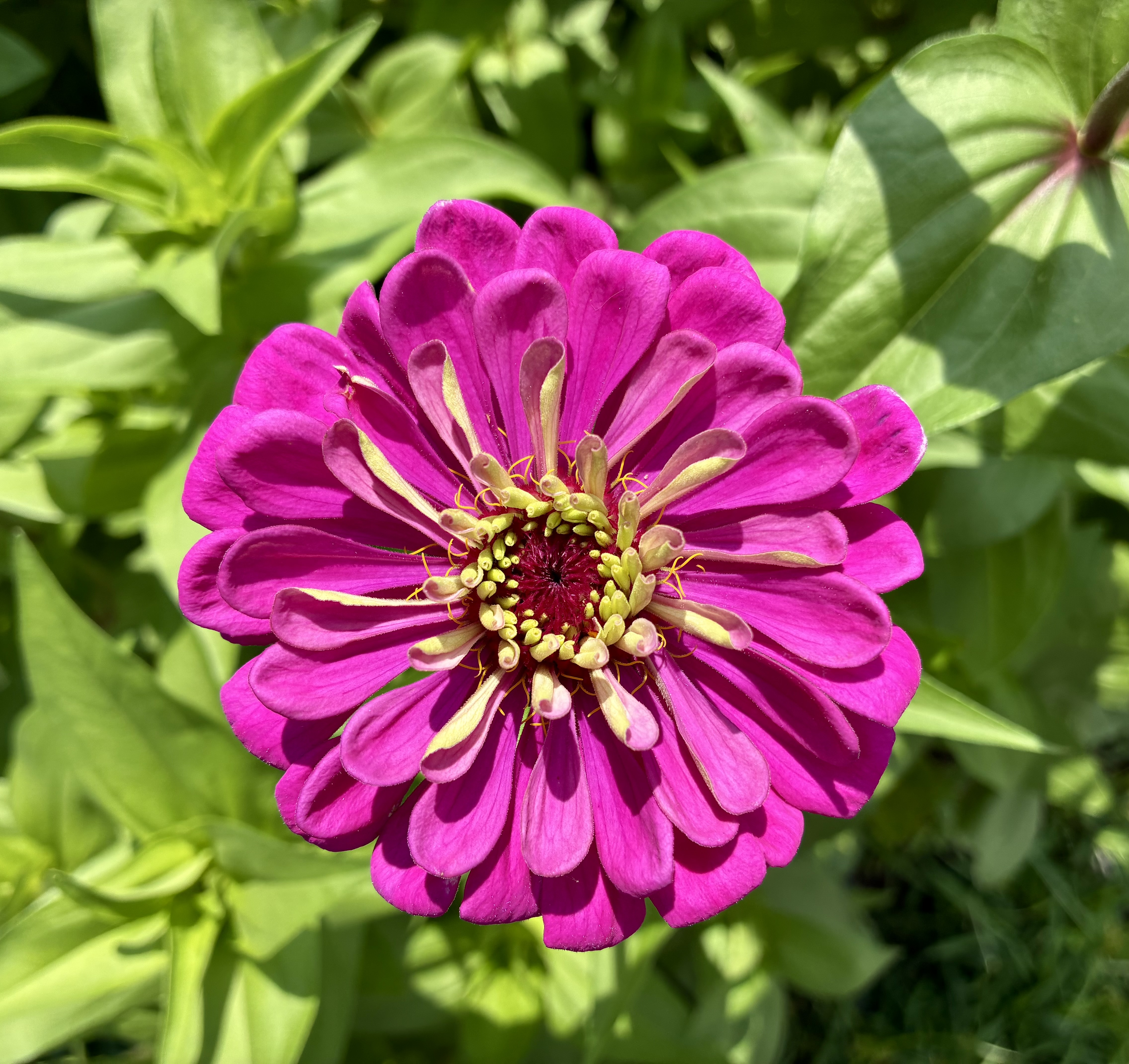 ZINNIA elegans Benary's Giant Purple