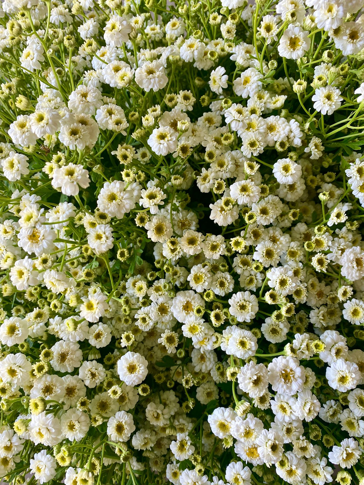 Feverfew - Tetra White Bucket