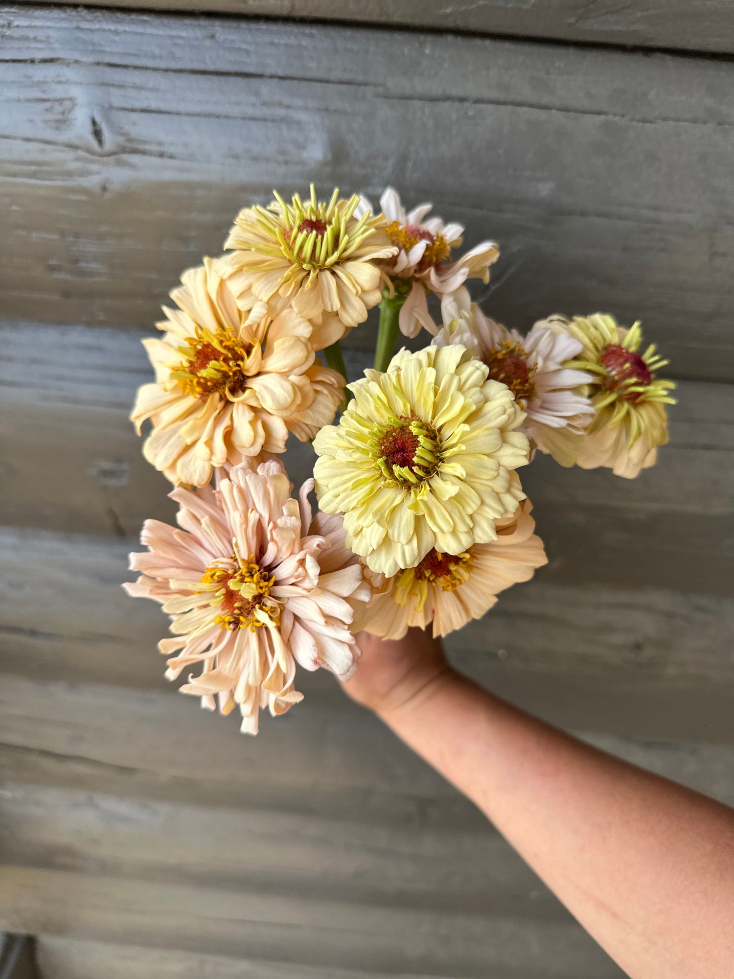 ZINNIA elegans Dawn Creek Peach