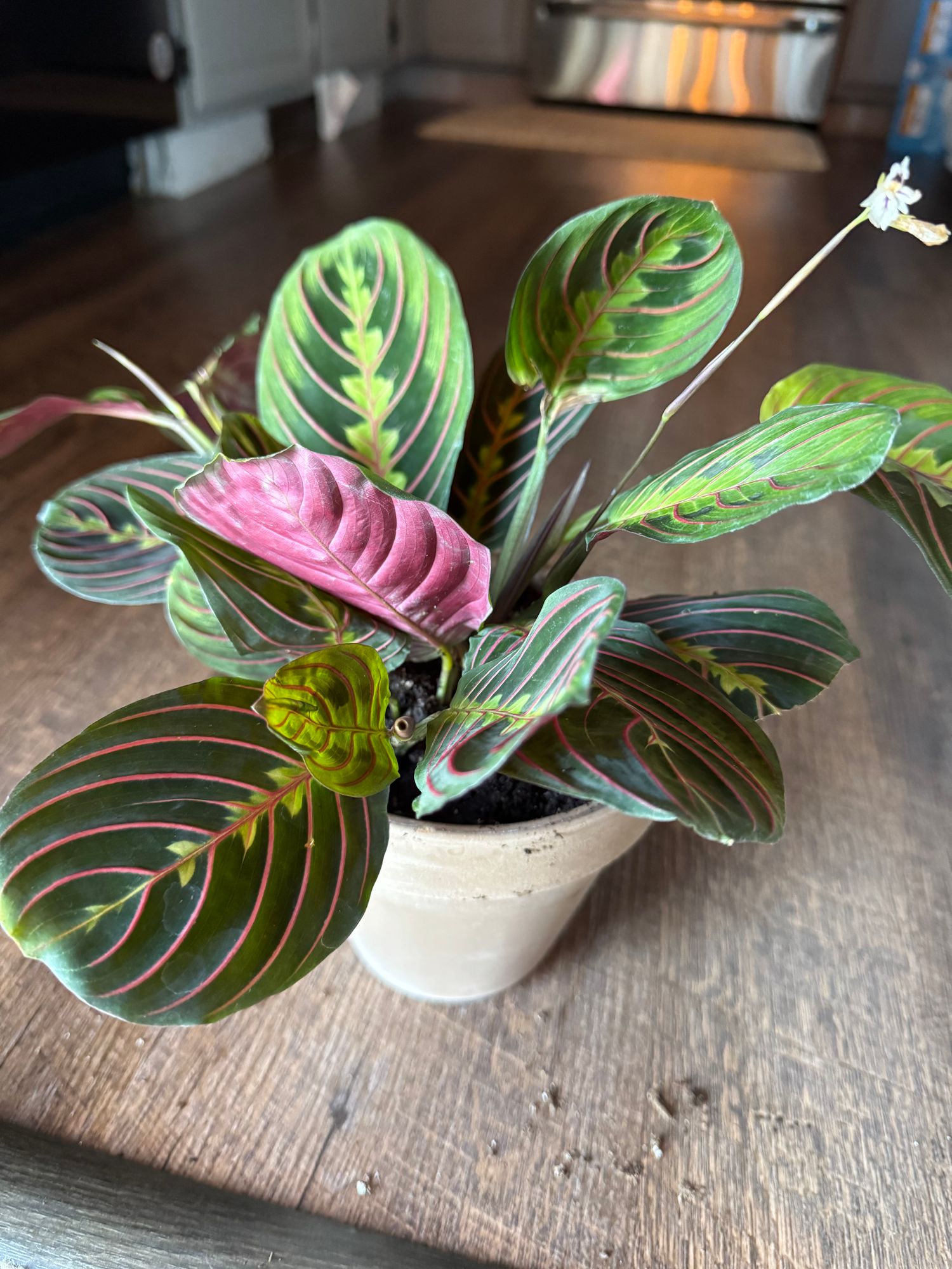 Red Prayer Plant