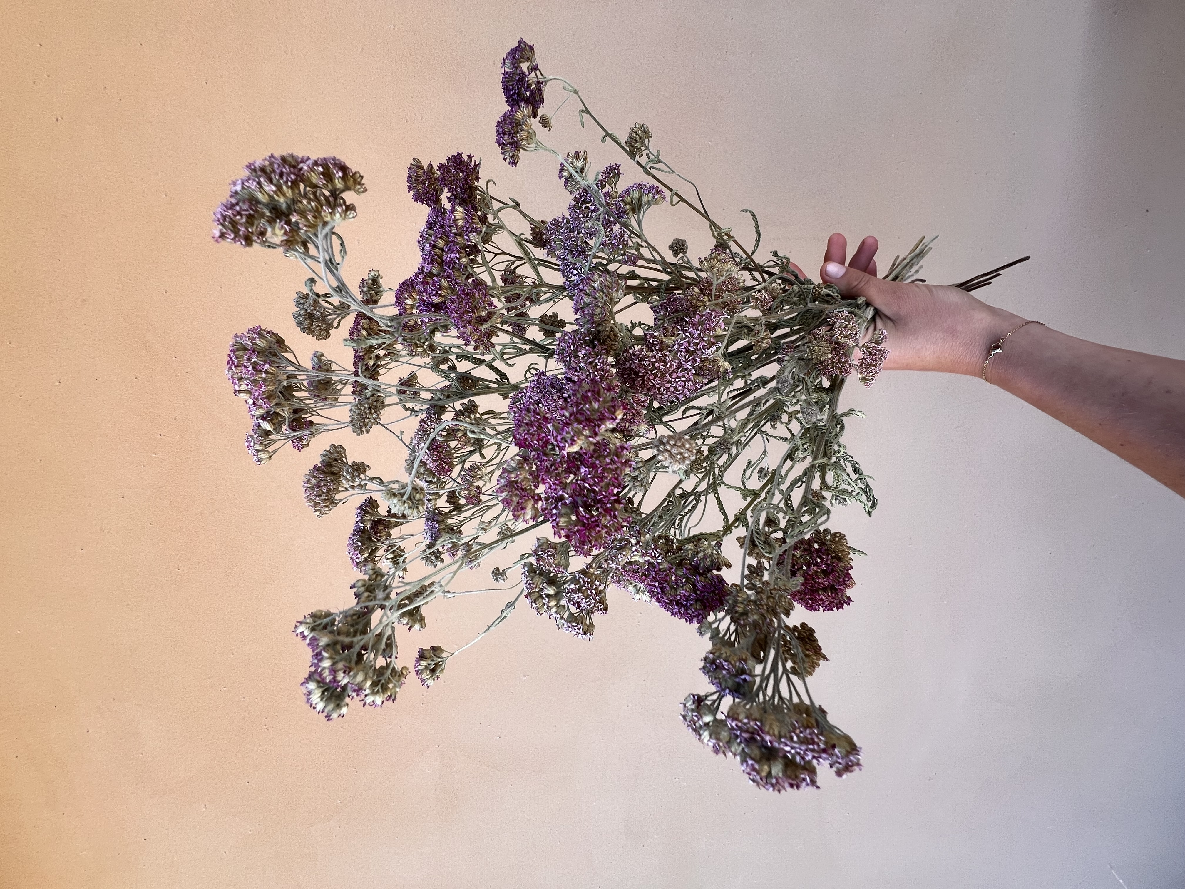ACHILLEA millefolium