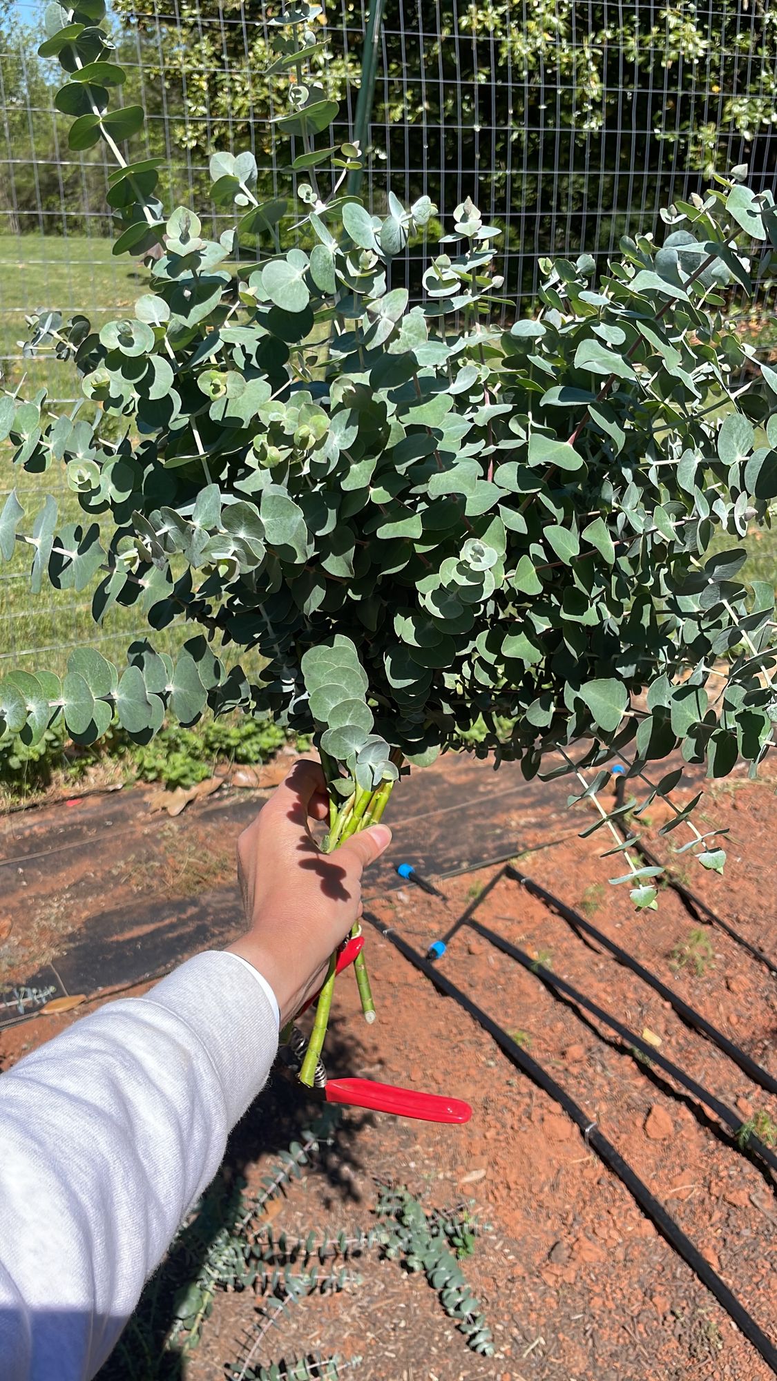 EUCALYPTUS