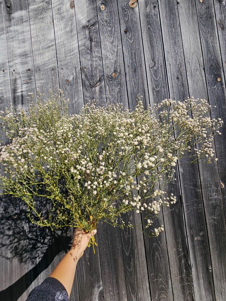 GYPSOPHILA paniculata White Victoria