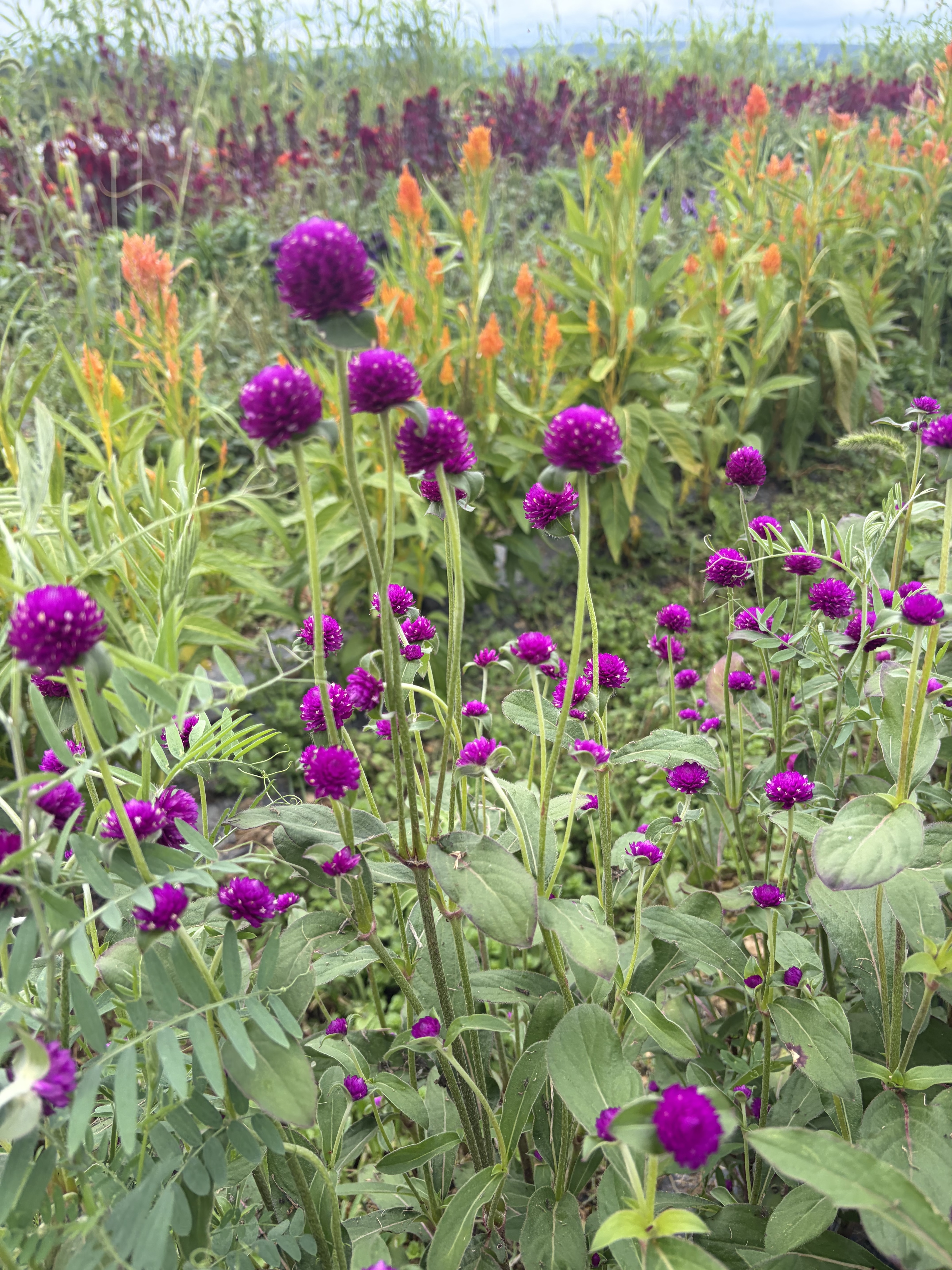 GOMPHRENA globosa QIS Purple