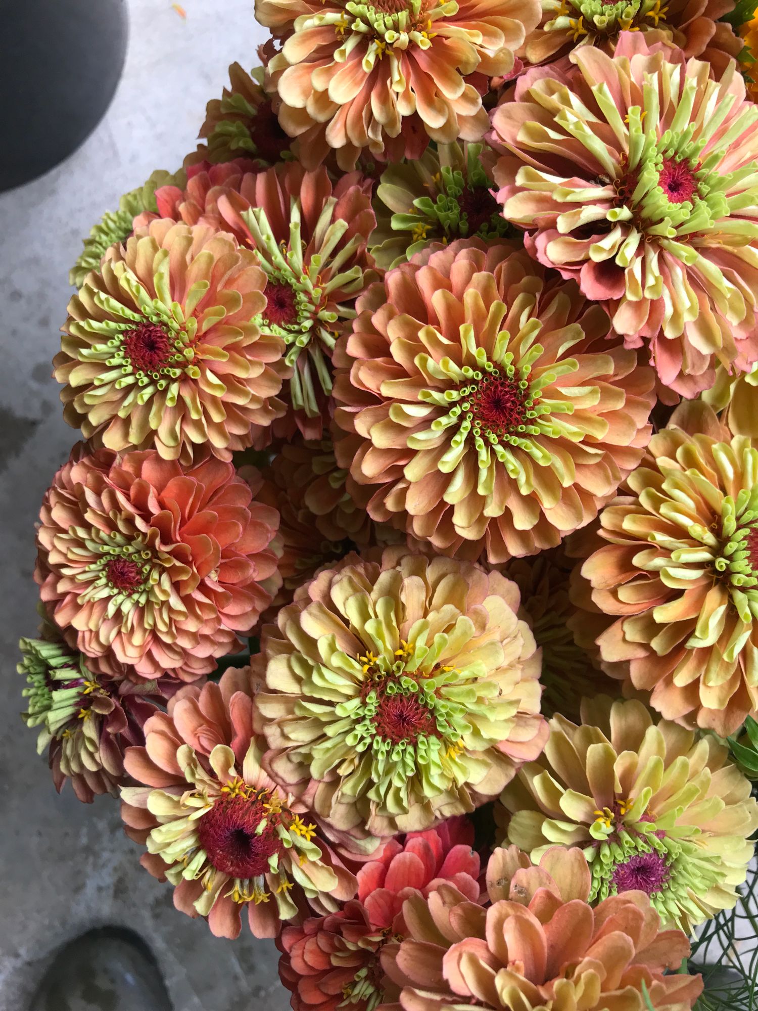 ZINNIA elegans Queen Lime Orange