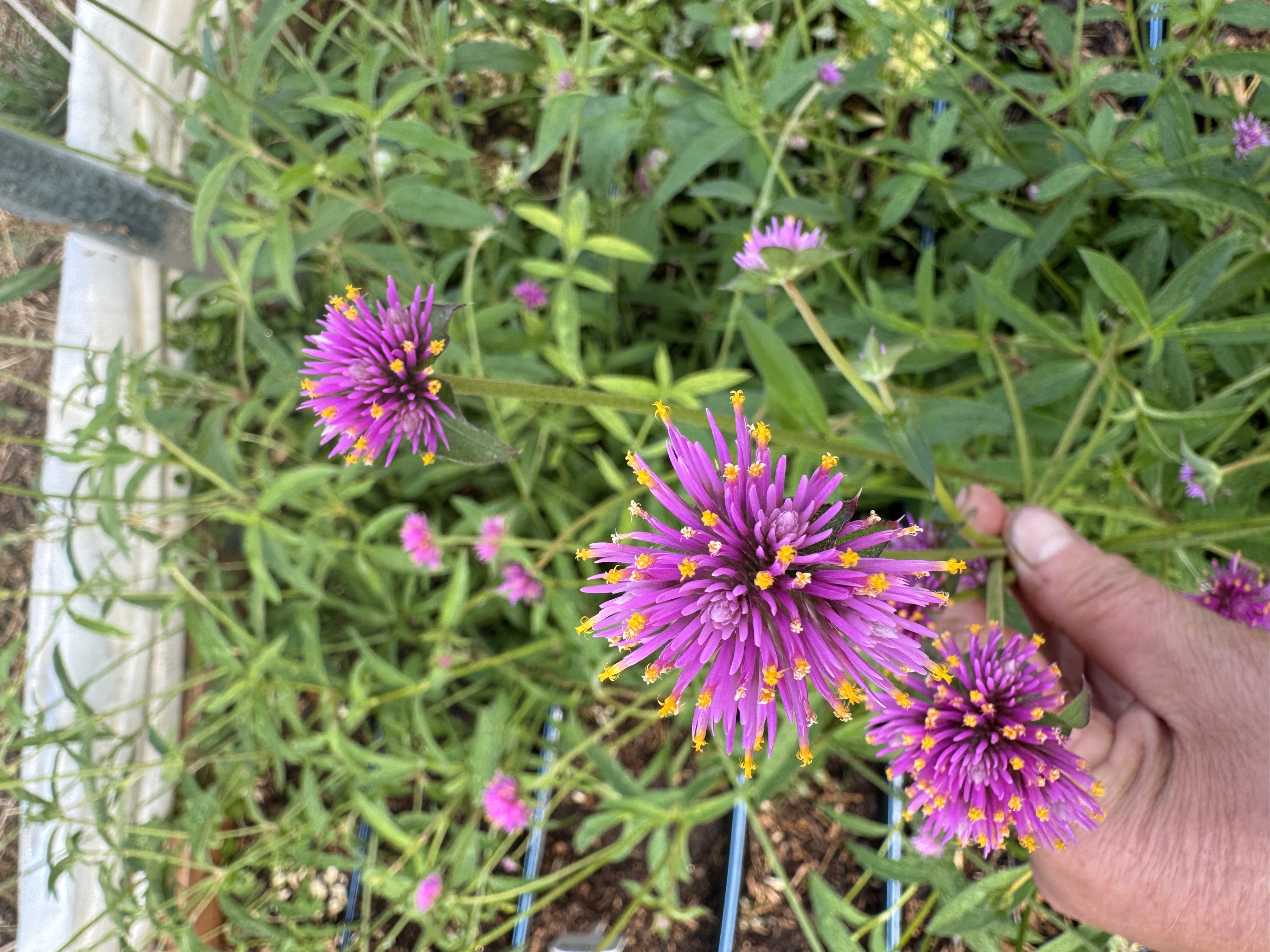GOMPHRENA globosa Firework