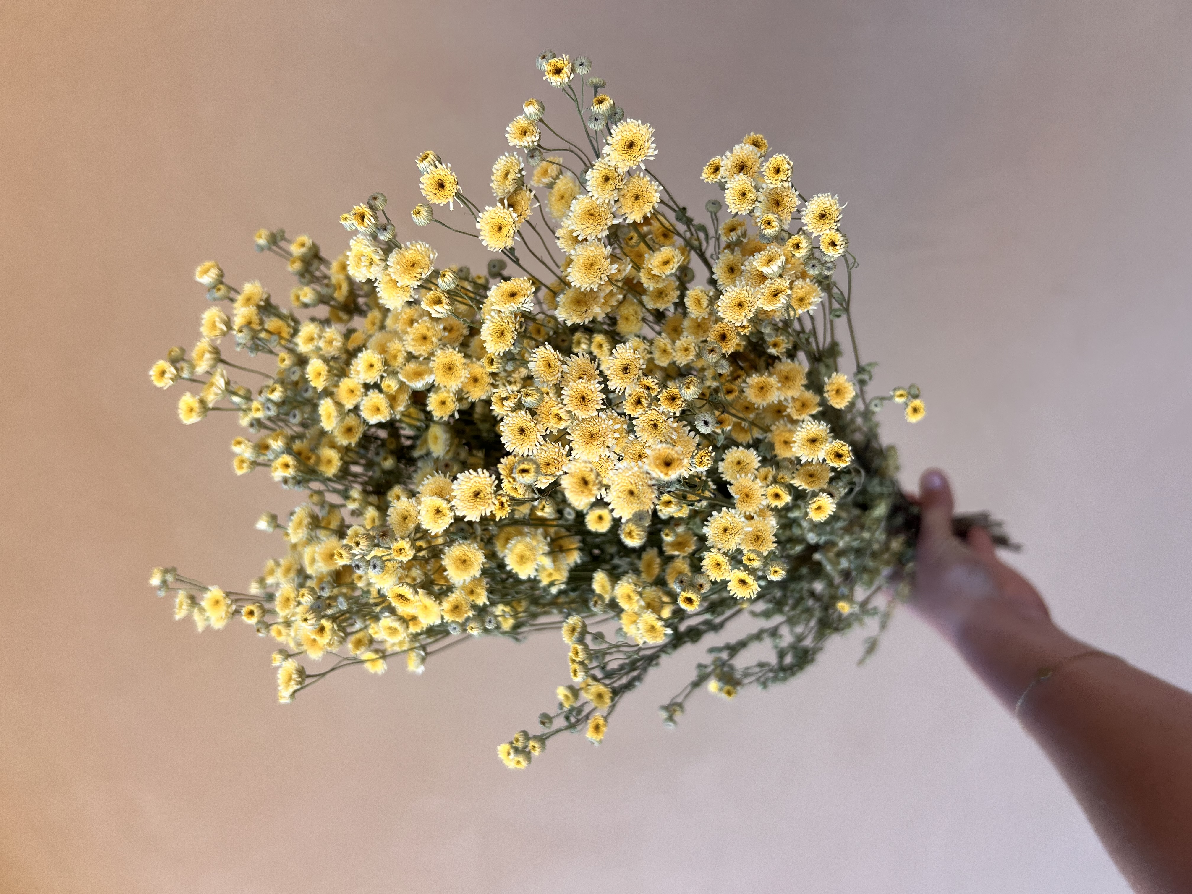 TANACETUM parthenium Magic Lime Green