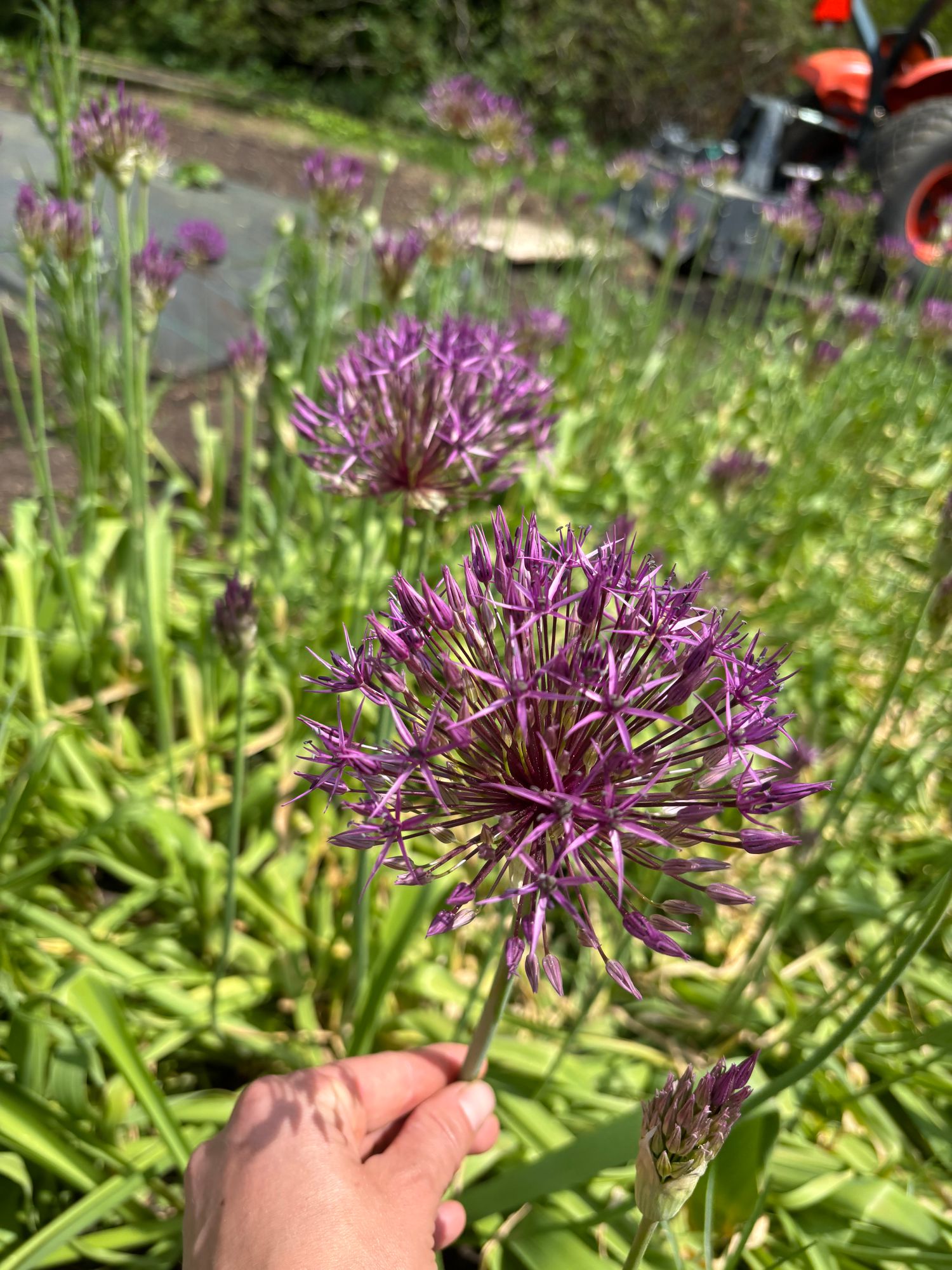 ALLIUM x christophii Purple Rain