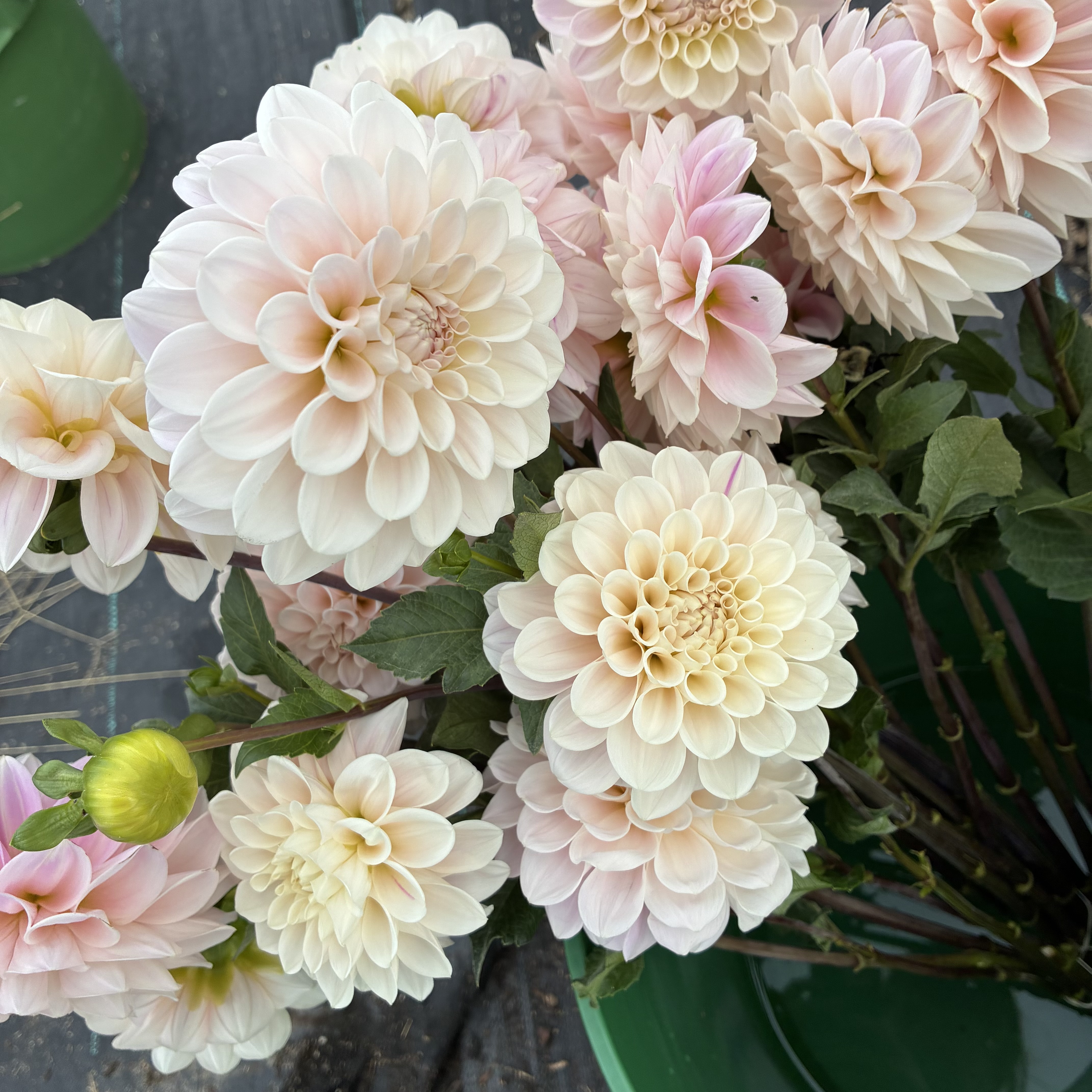 DAHLIA Sweet Nathalie