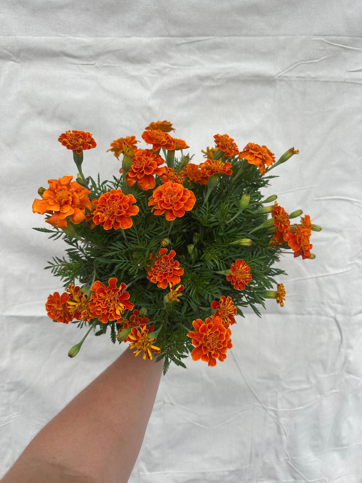 TAGETES patula Queen Sophia
