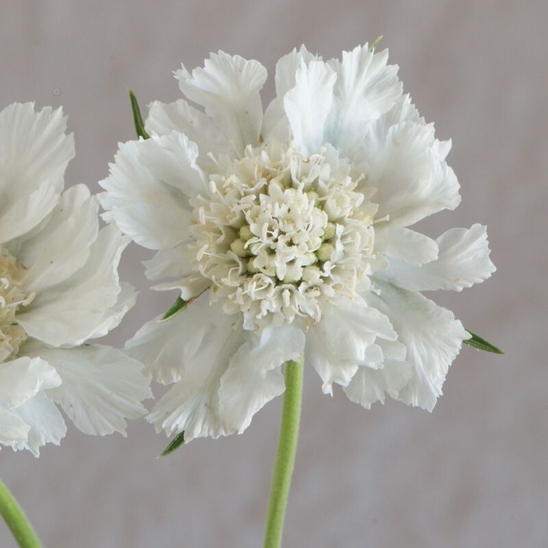 SCABIOSA caucasica Fama