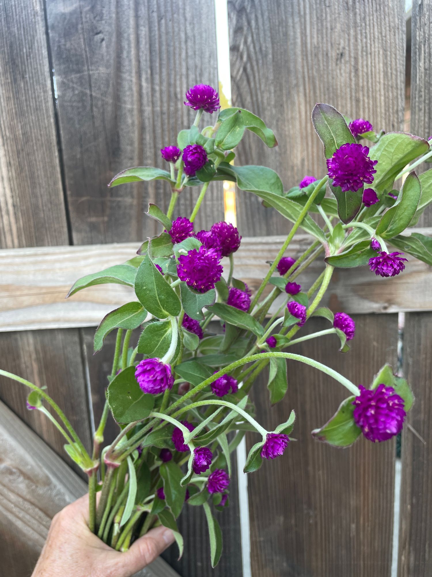 GOMPHRENA globosa