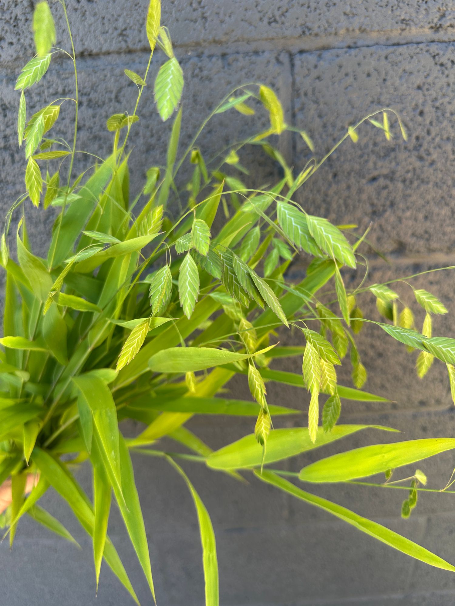 CHASMANTHIUM latifolium