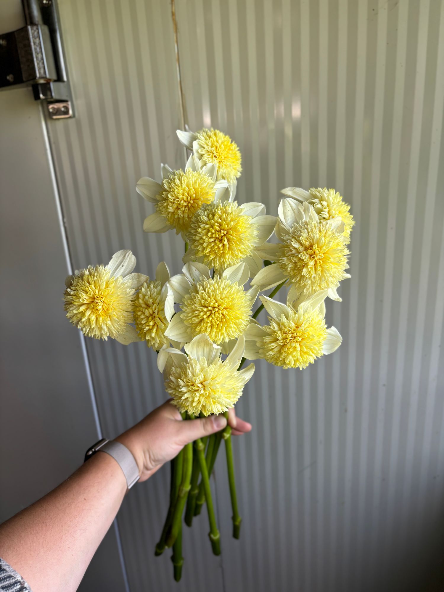 DAHLIA Collarette