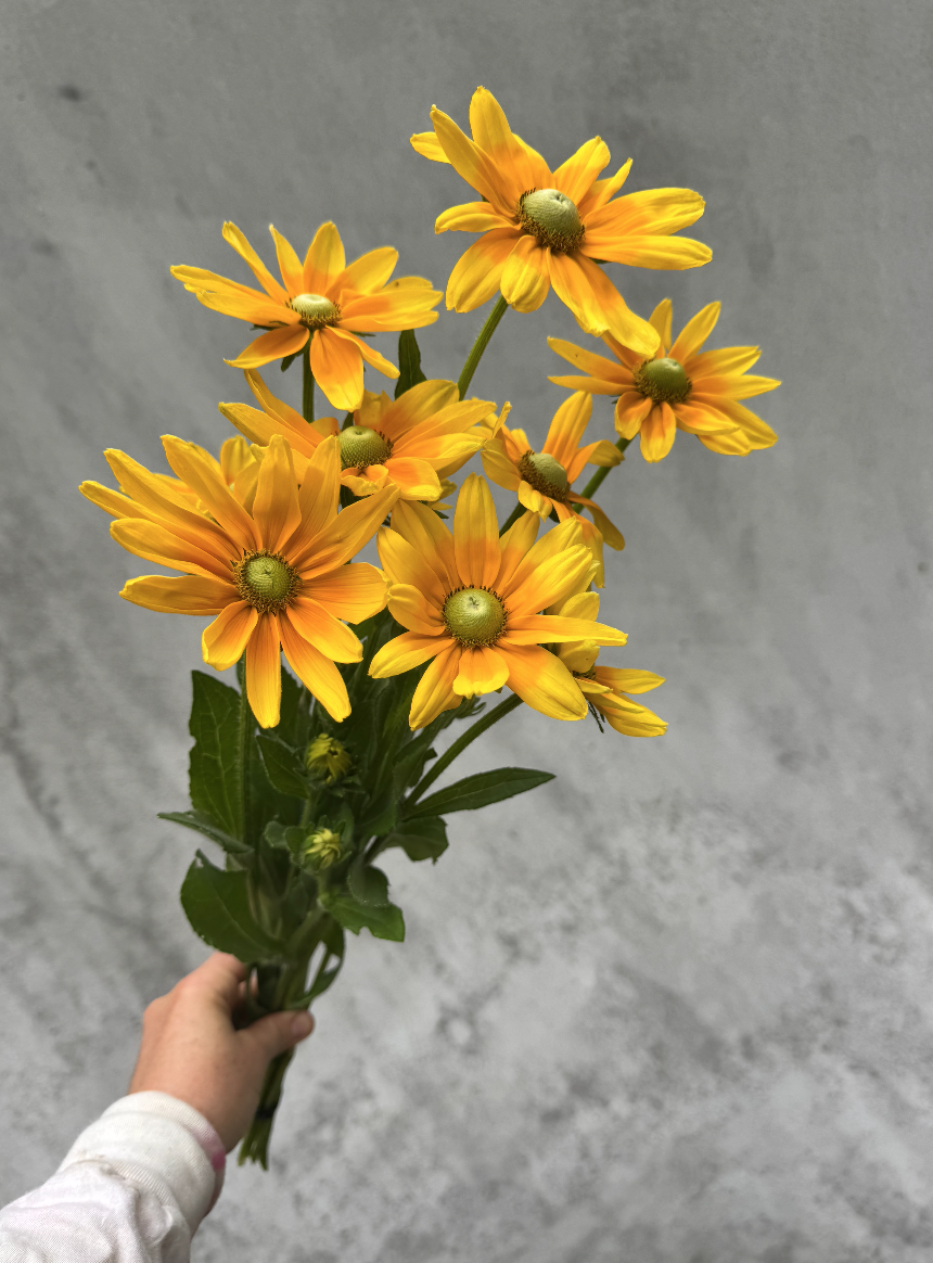 RUDBECKIA hirta Irish Spring