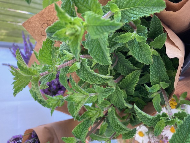 MENTHA spicata