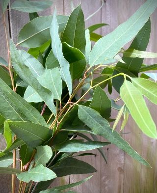 EUCALYPTUS tereticornis