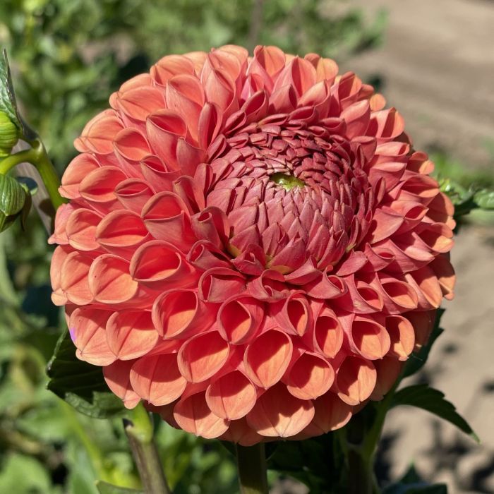 DAHLIA Cornel Bronze