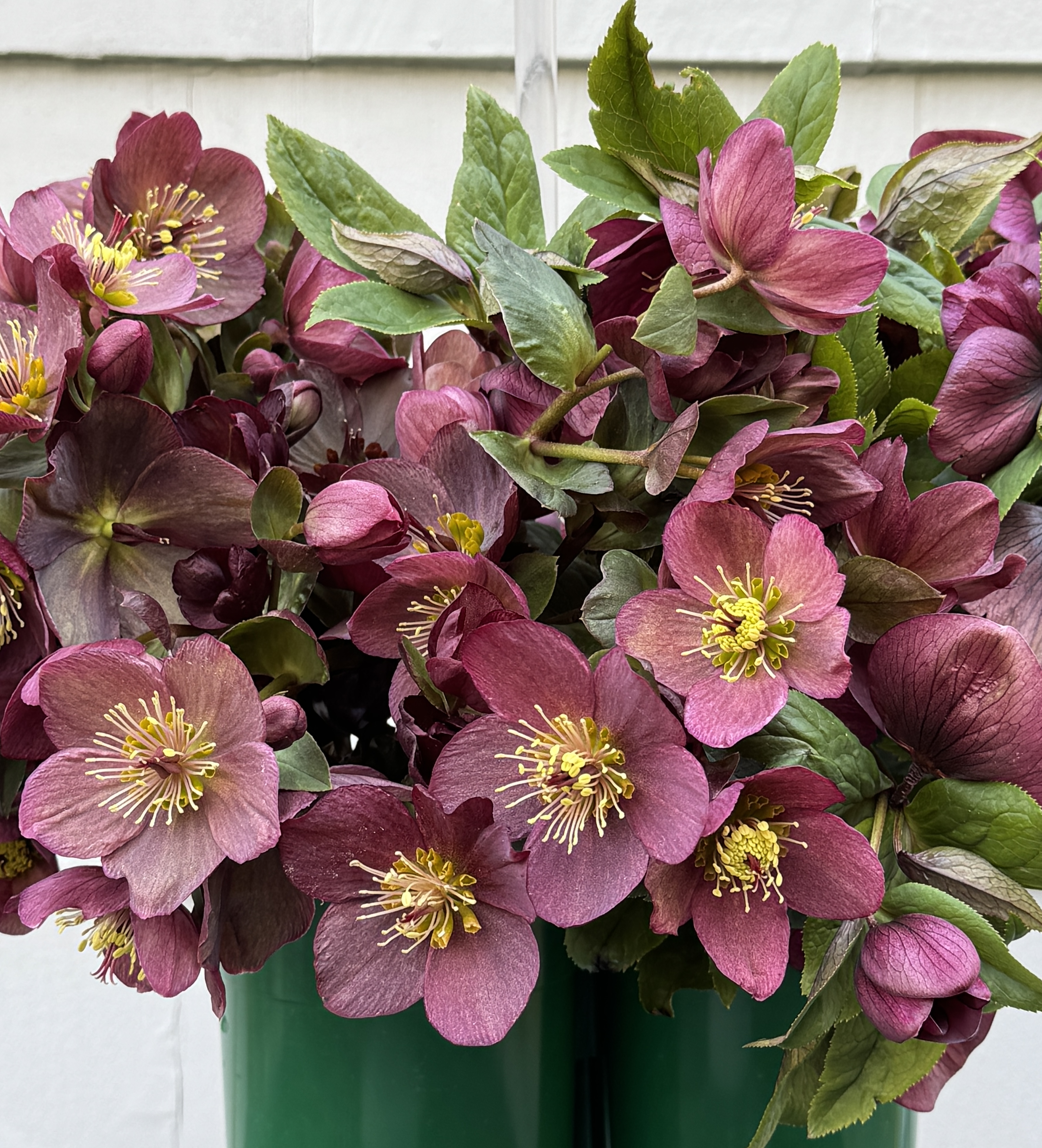 HELLEBORUS x glandorfensis Gold Series Ice n' Roses