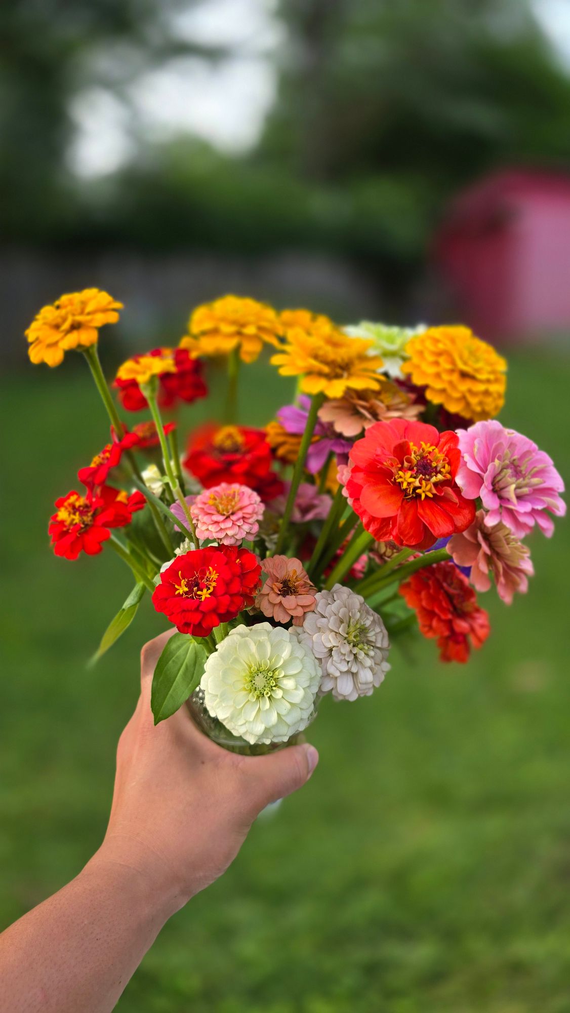 ZINNIA elegans Oklahoma Series