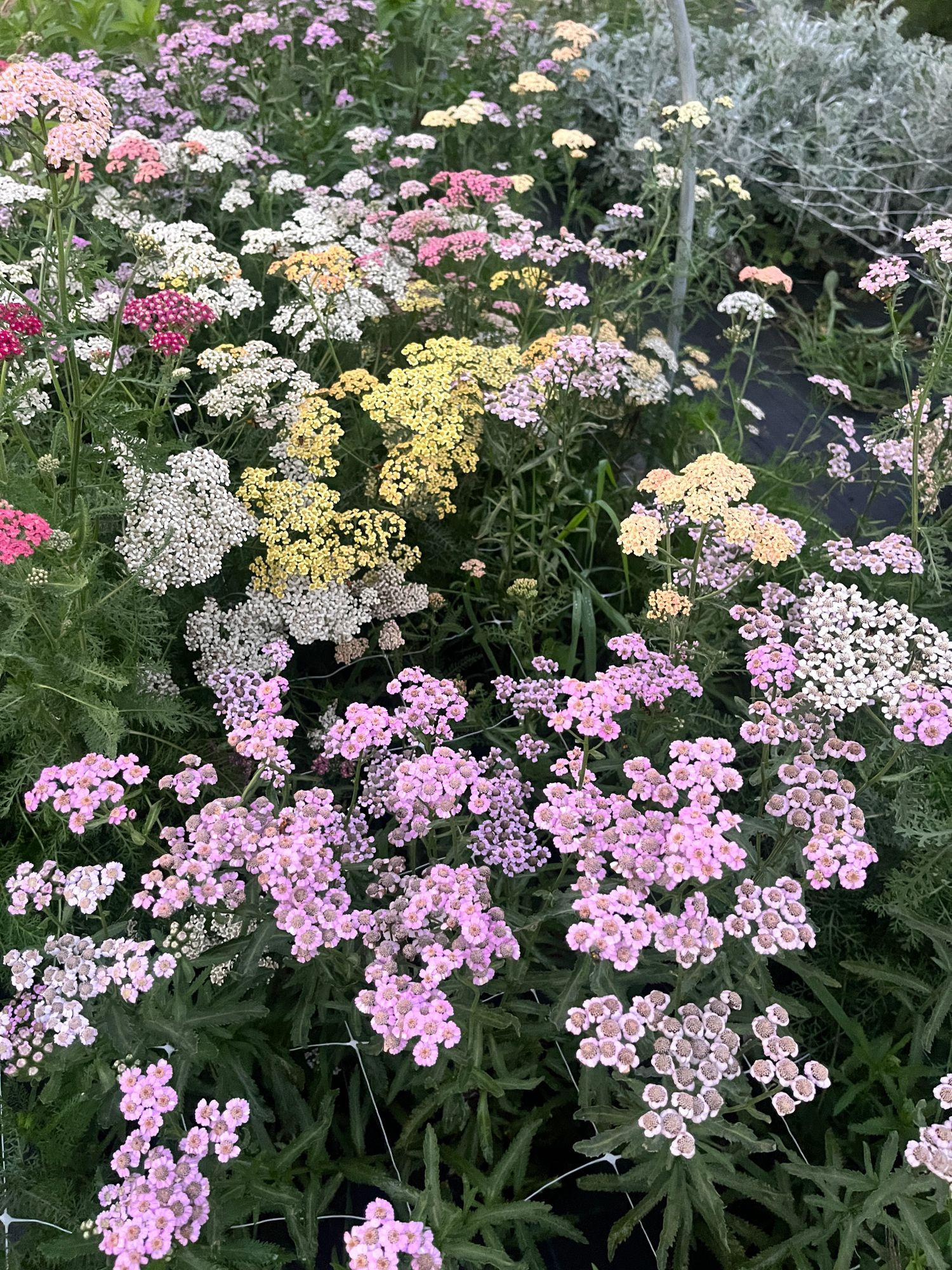 ACHILLEA millefolium Summer Berries