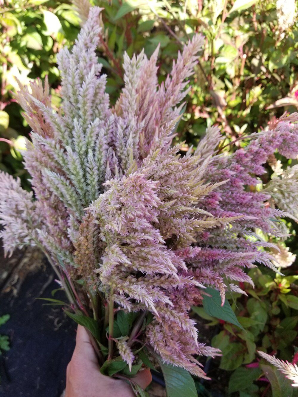 CELOSIA argentea var. plumosa Texas Plume Vintage Rose