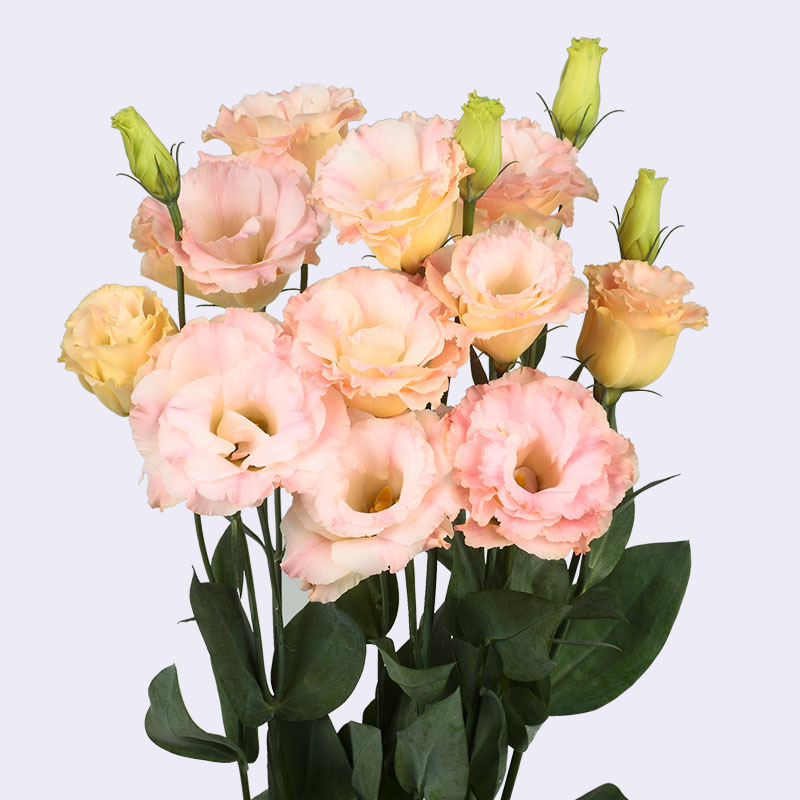 EUSTOMA grandiflorum Arena Champagne