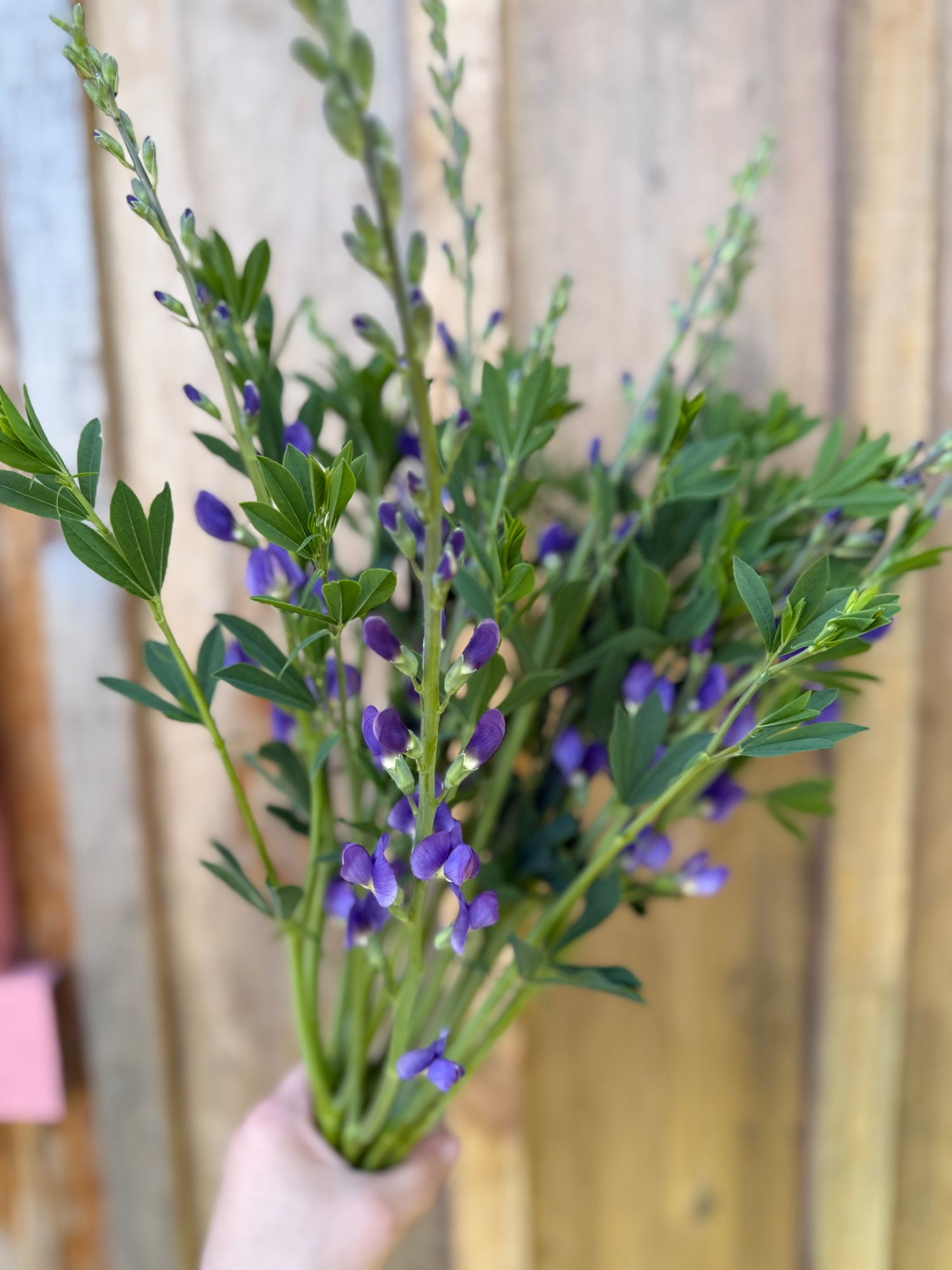 BAPTISIA australis