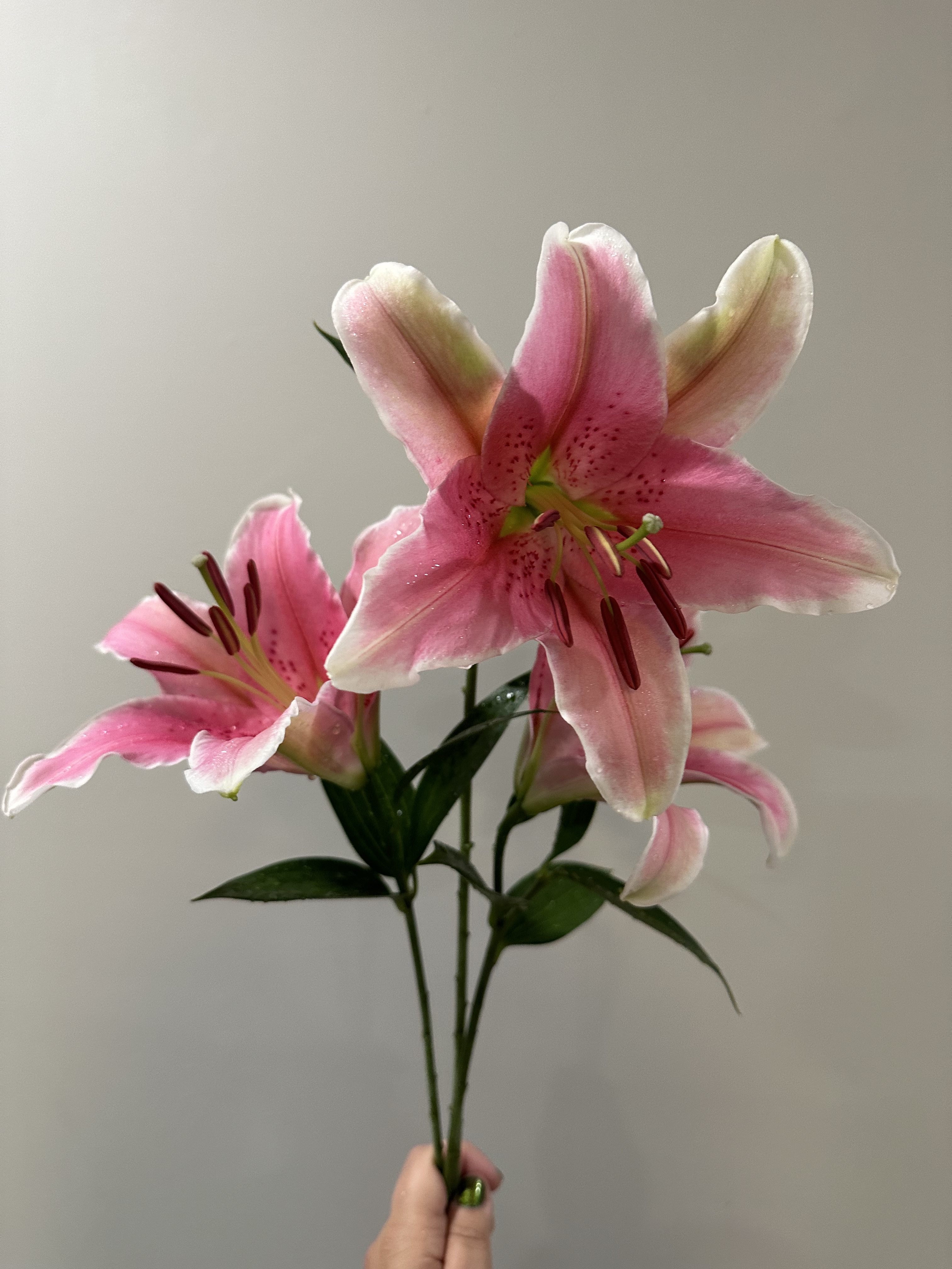 LILIUM x orientalis Sorbonne