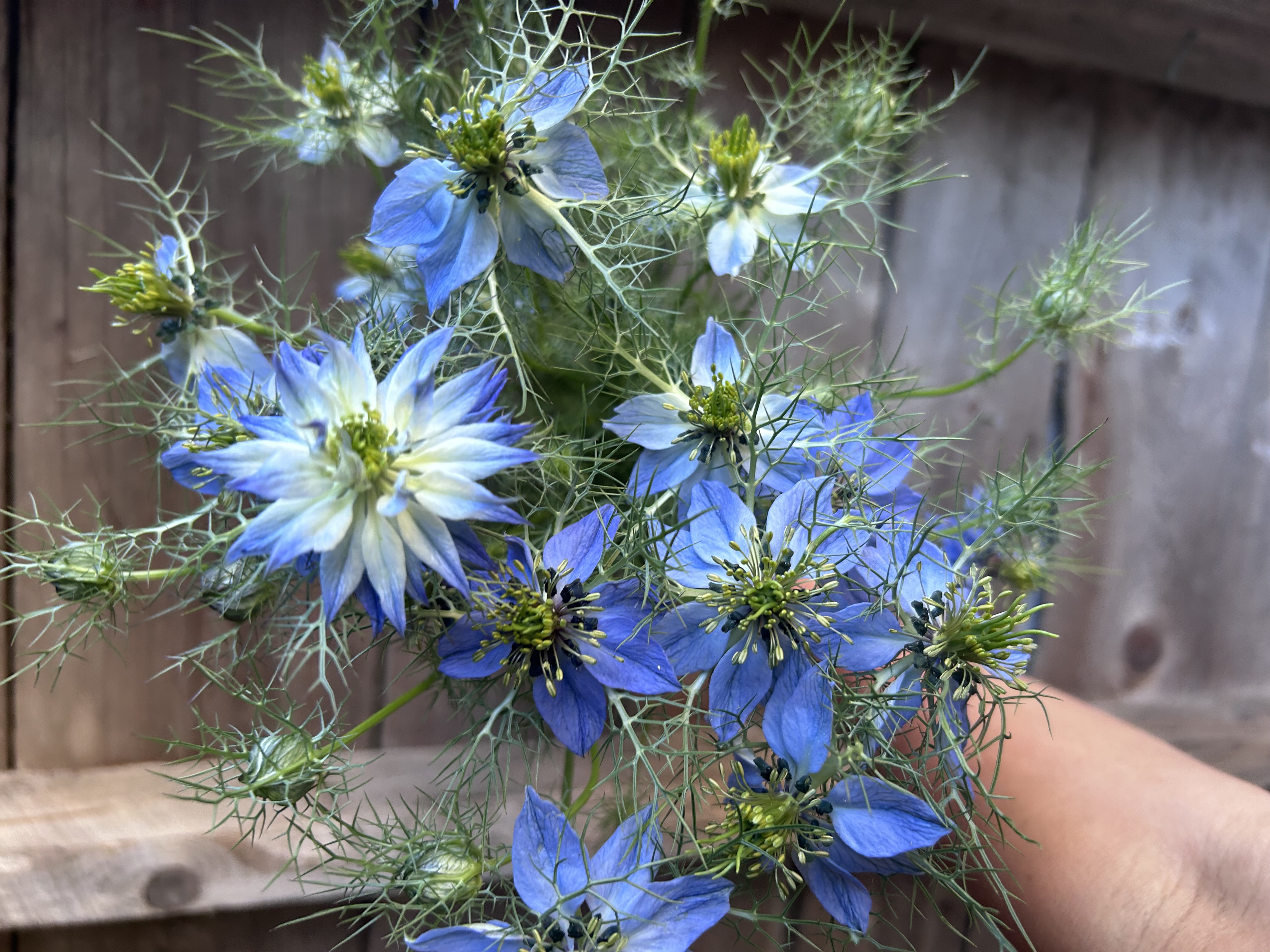 NIGELLA damascena Miss Jekyll